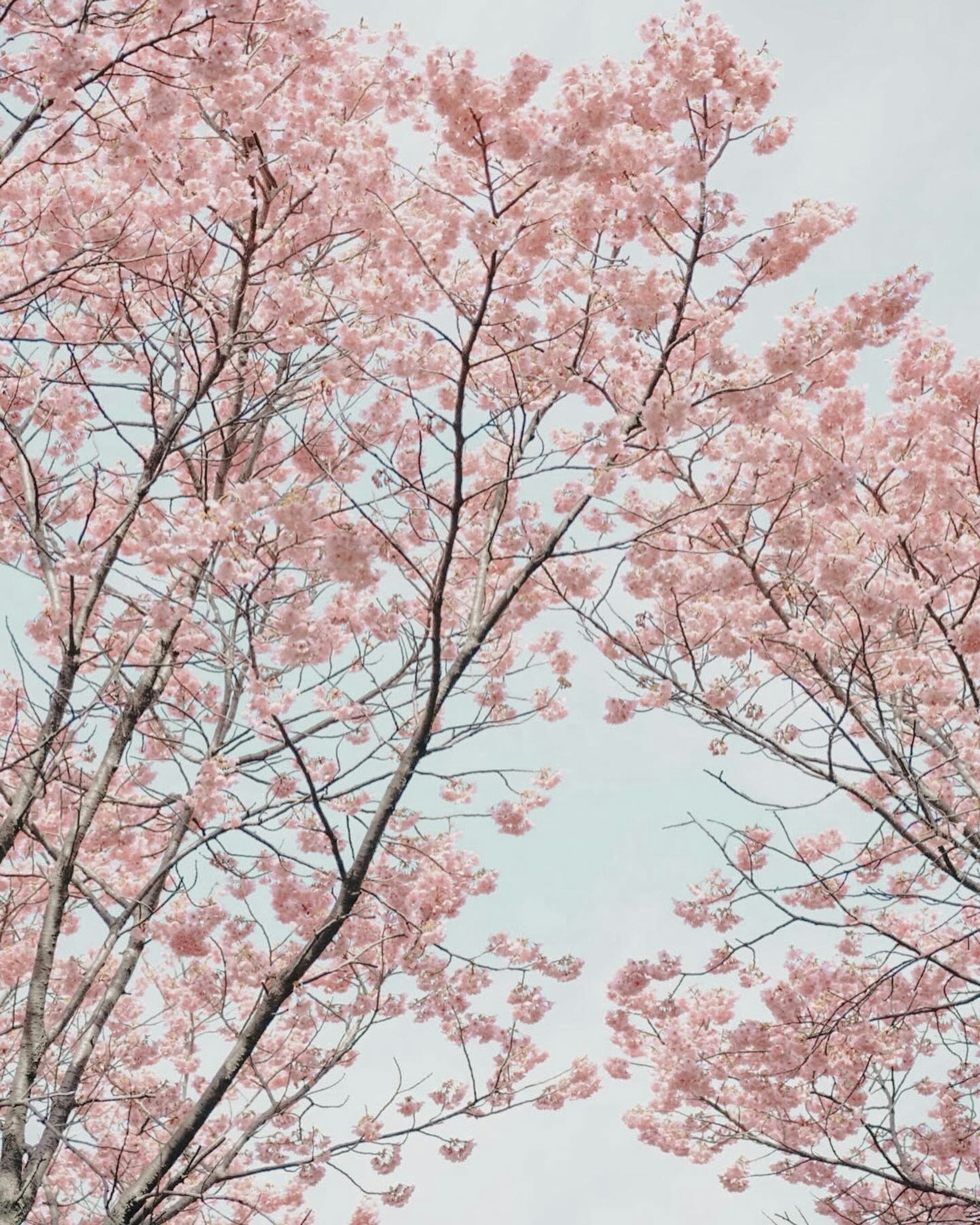 Cabang pohon sakura berbunga merah muda di langit pucat