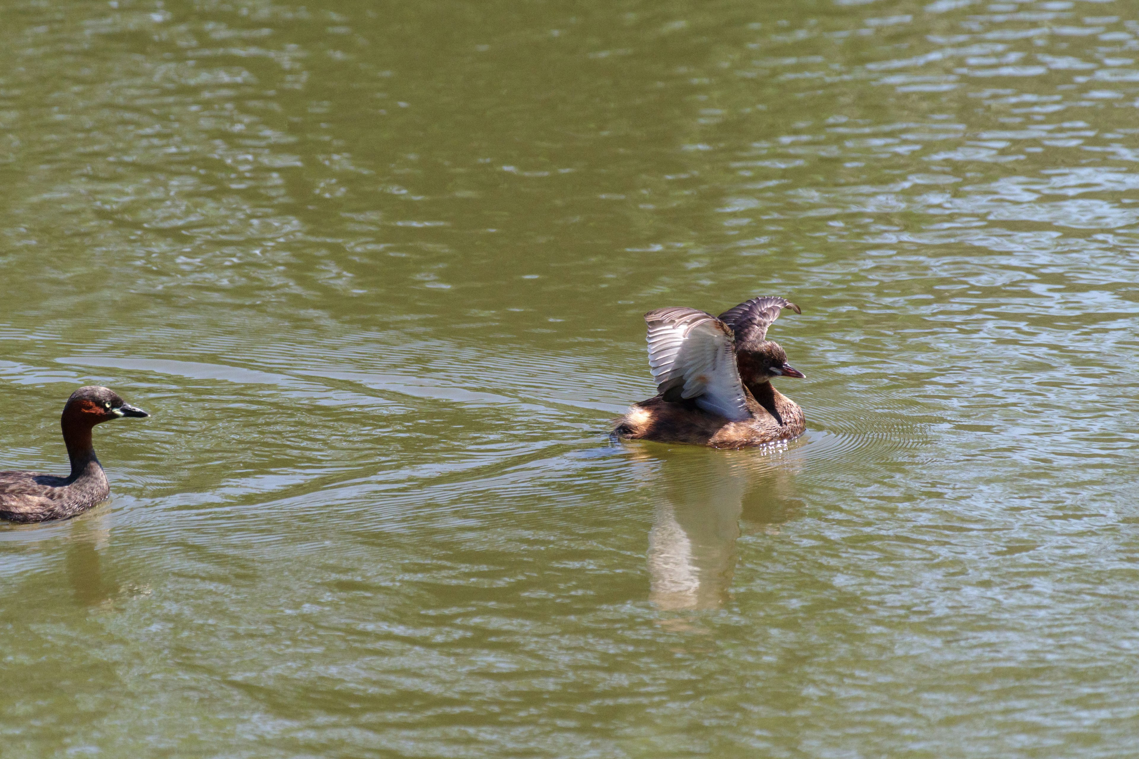 Dua burung berenang di permukaan air