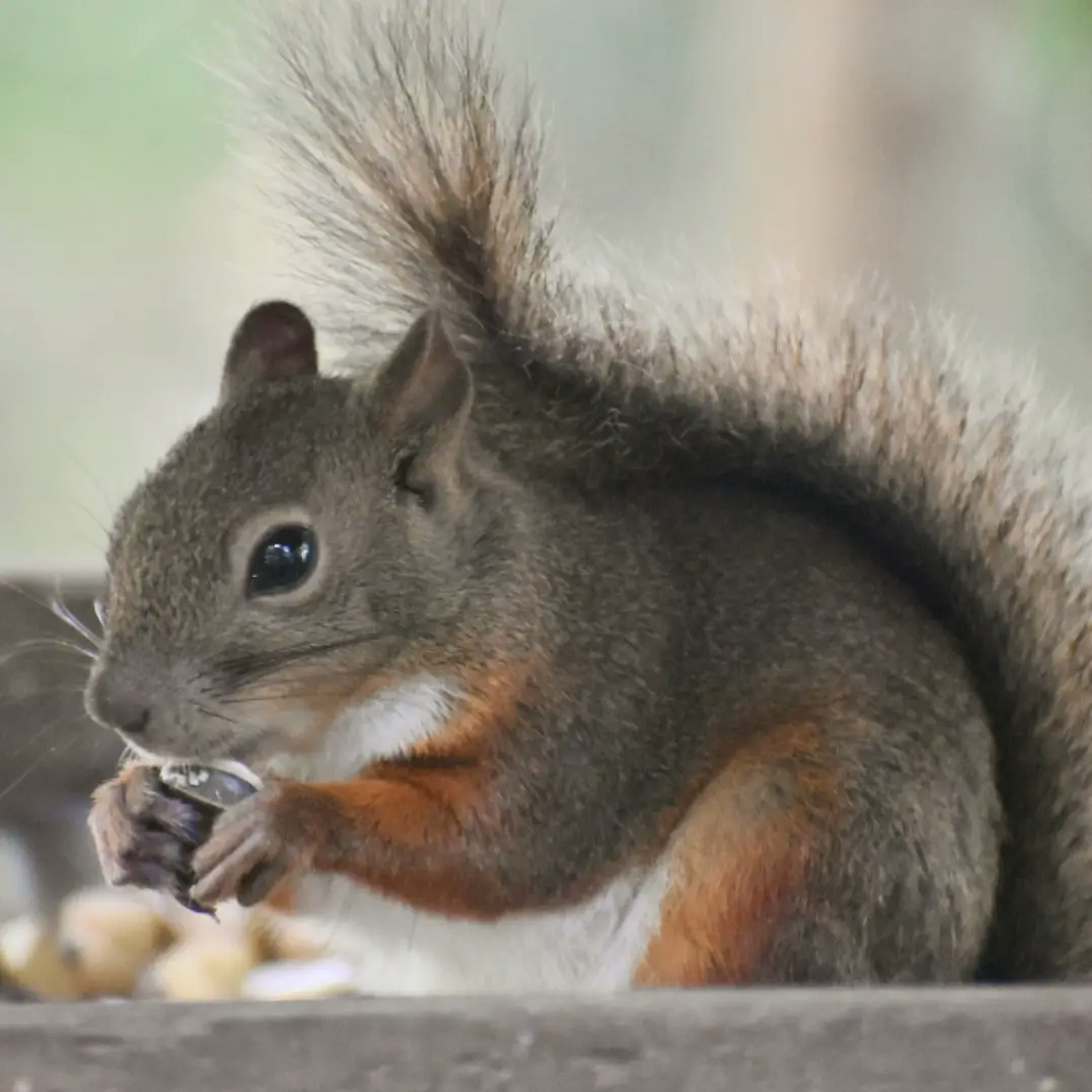 シマリスがナッツを食べている様子のクローズアップ