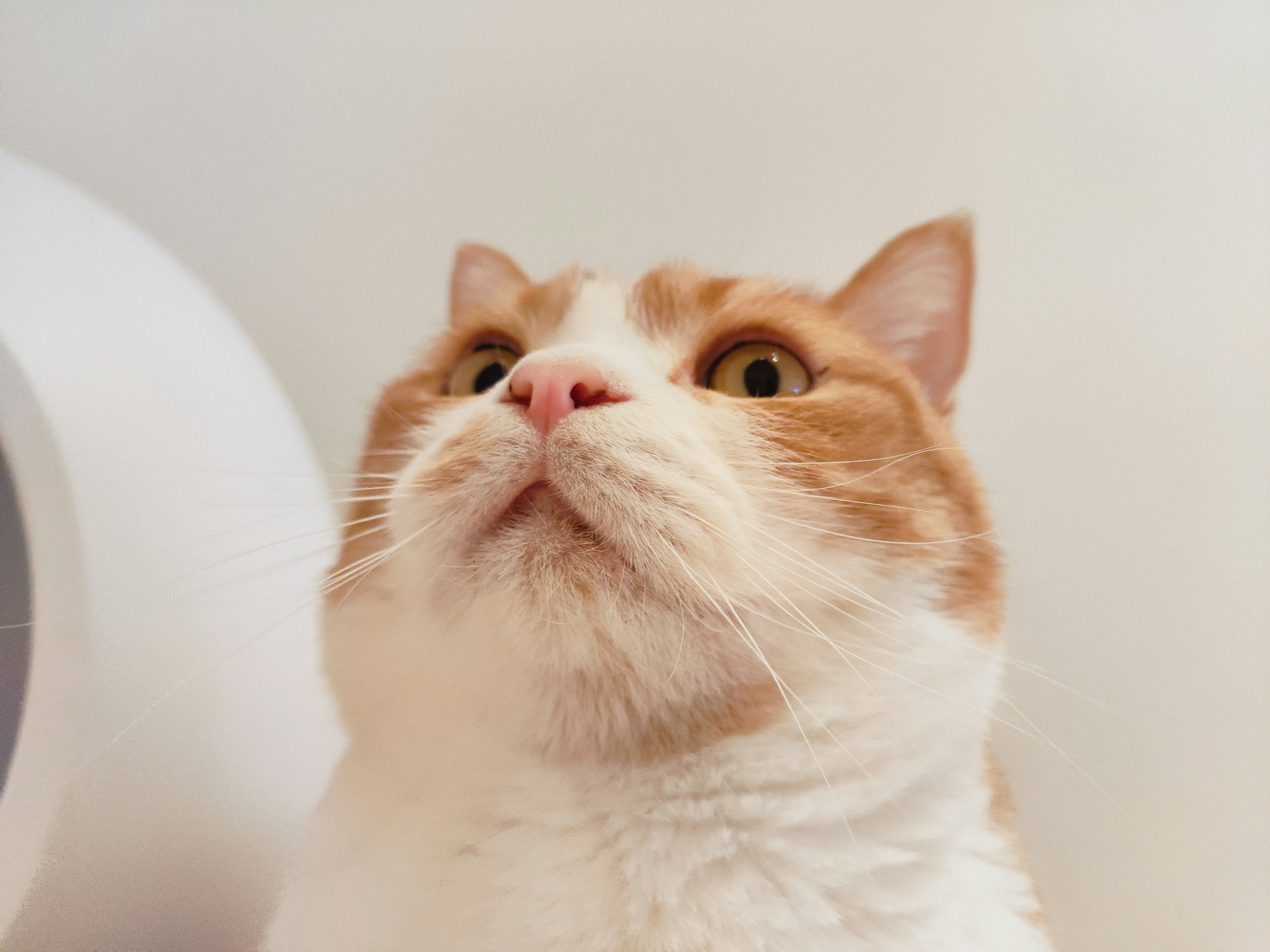 Gros plan d'un chat orange et blanc devant un fond blanc