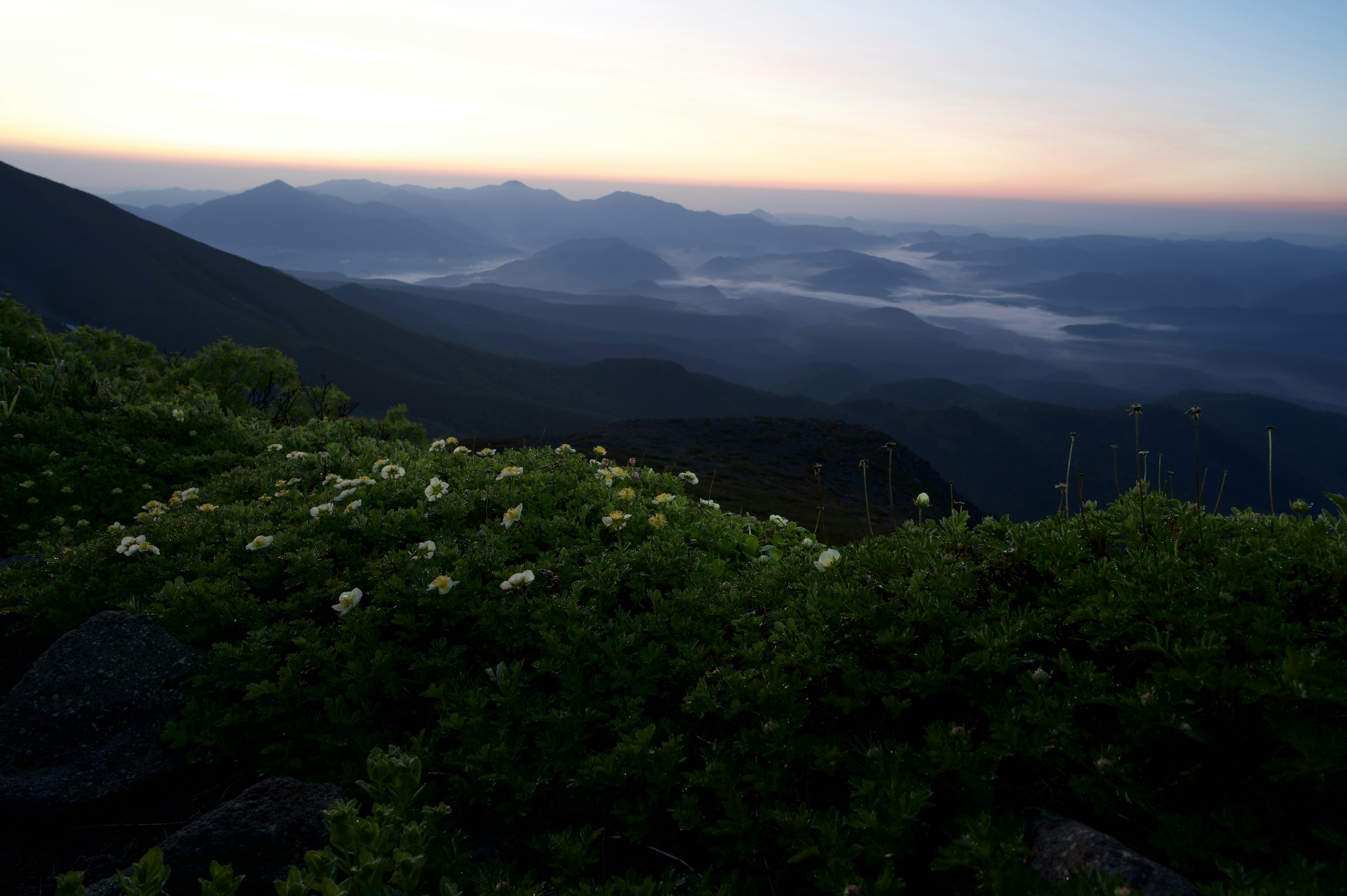 Bellissimo alba sulle montagne con fiori e valle nebbiosa