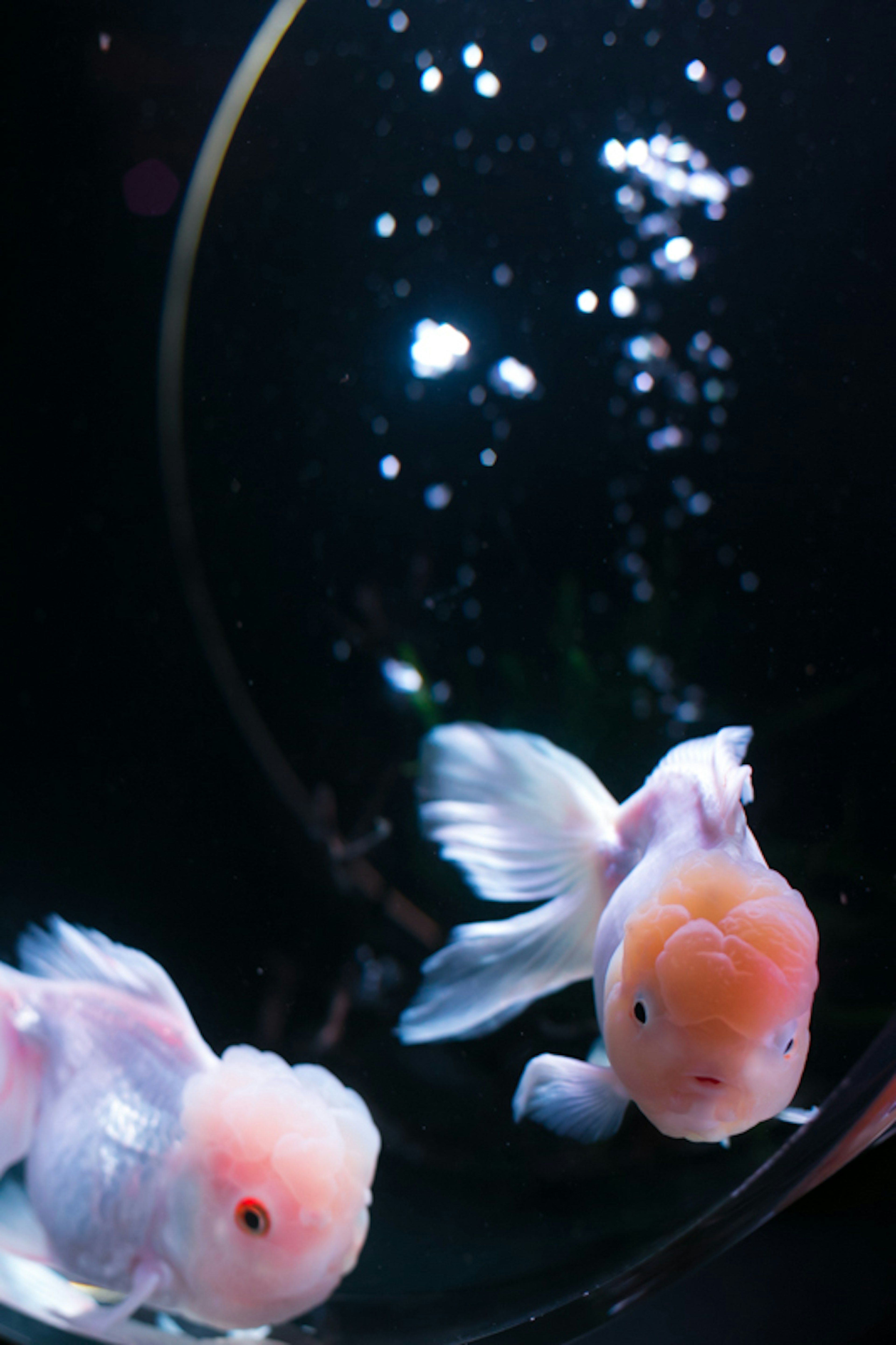 Dos peces dorados en un tanque transparente creando burbujas