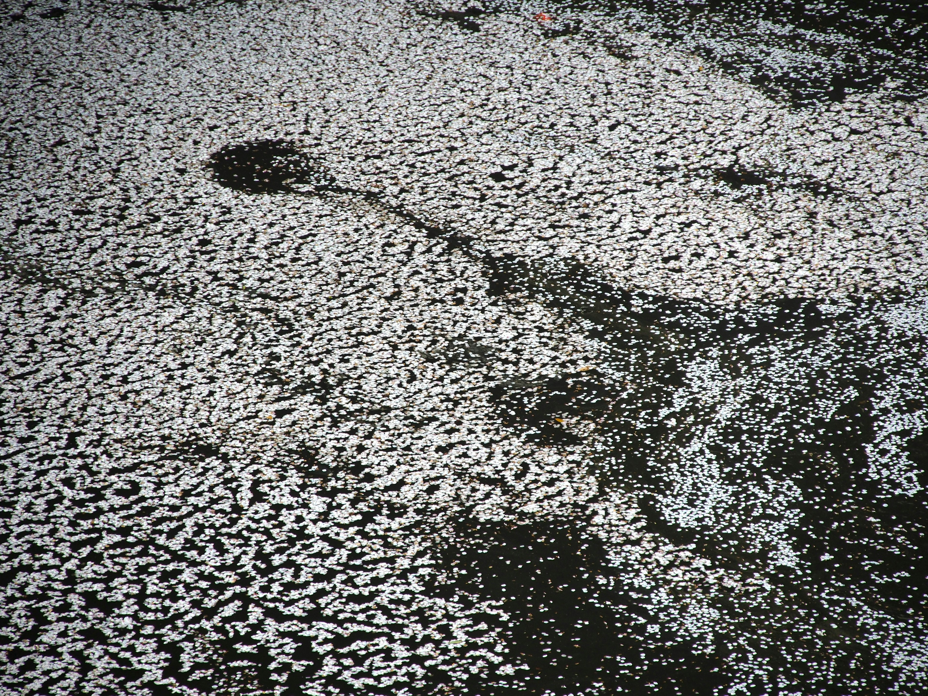 Ground covered with scattered white petals