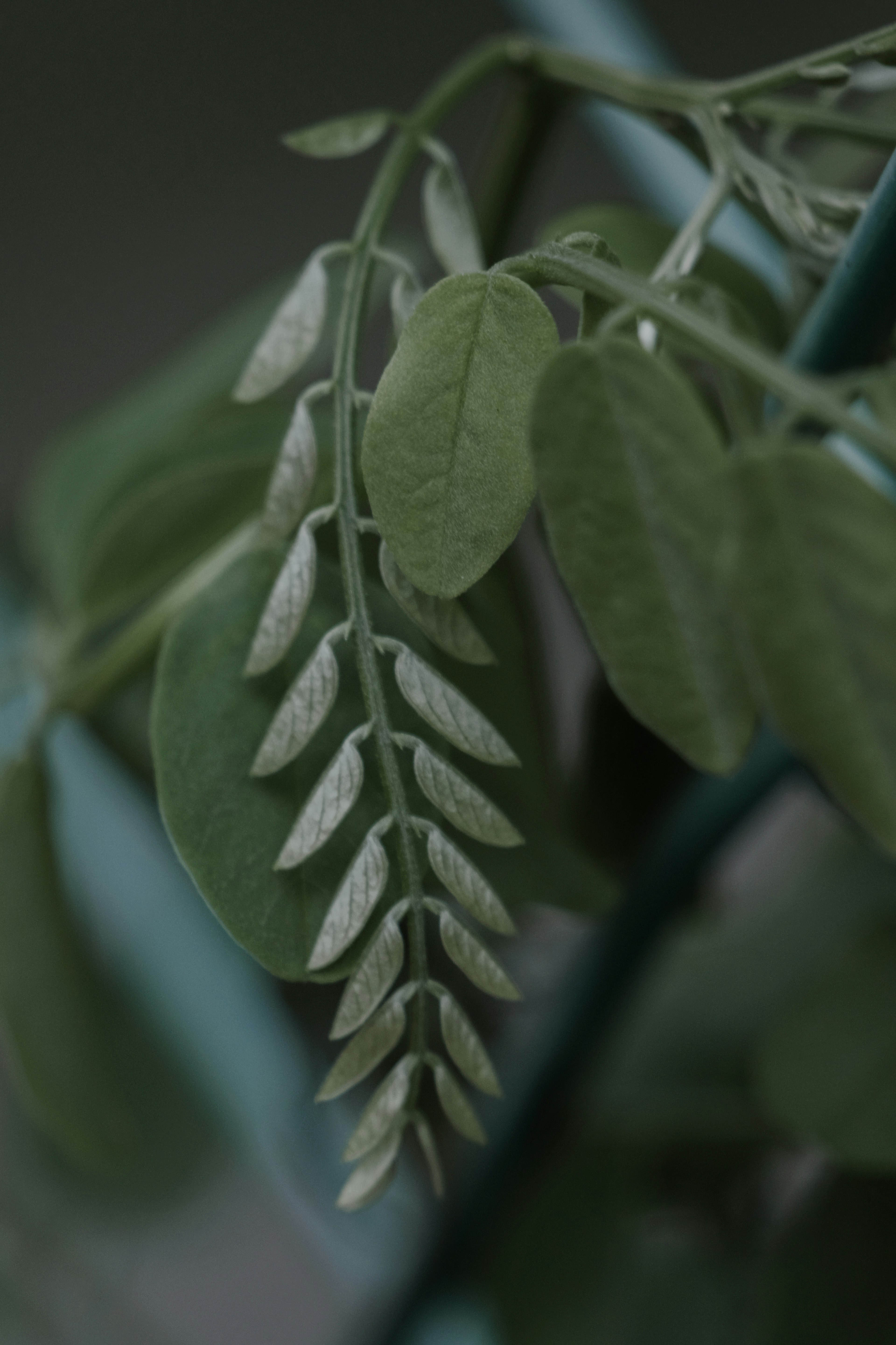 Primo piano di una pianta con foglie verdi distintive