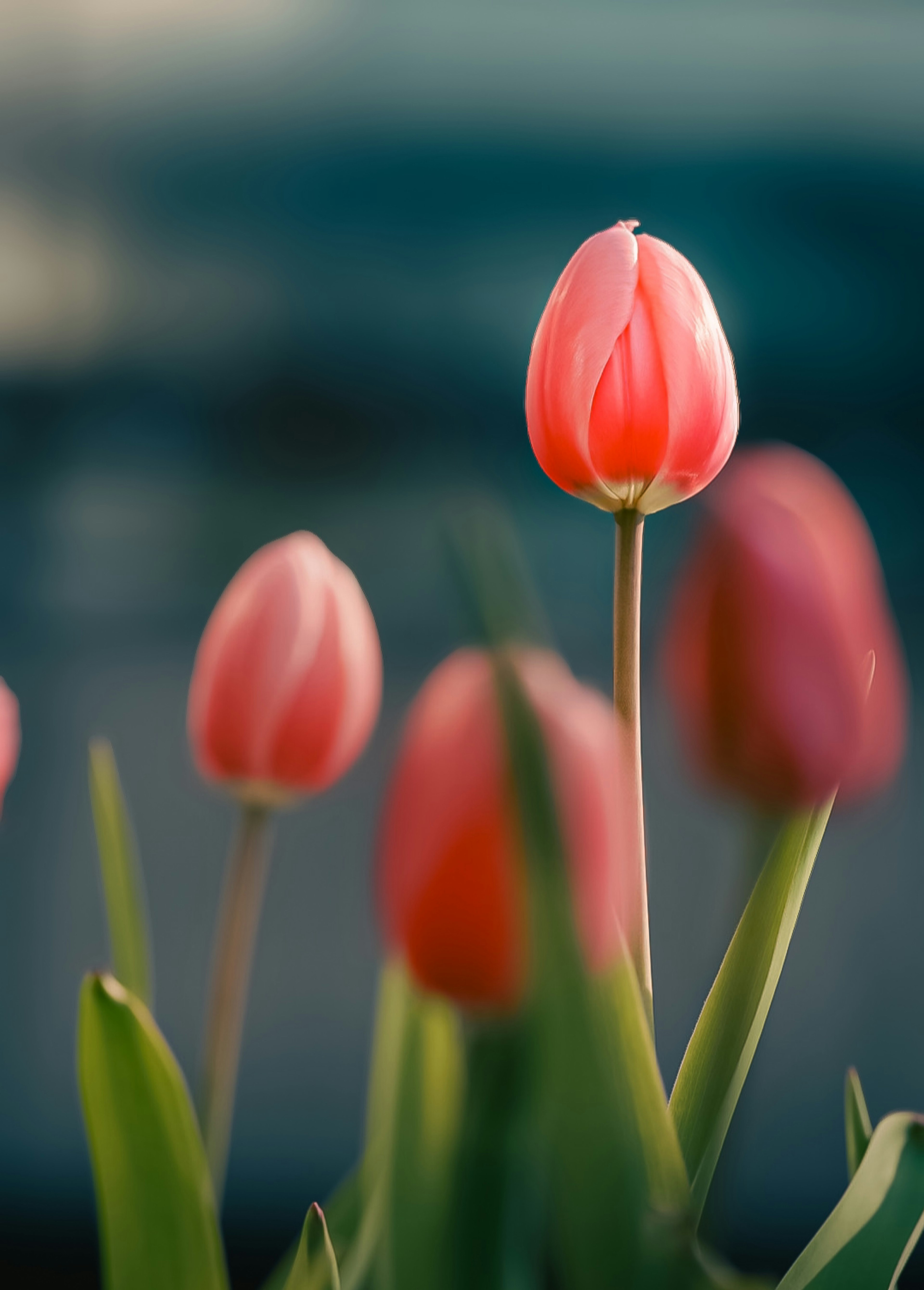 Schönes Bild von rosa Tulpen mit verschwommenem Hintergrund