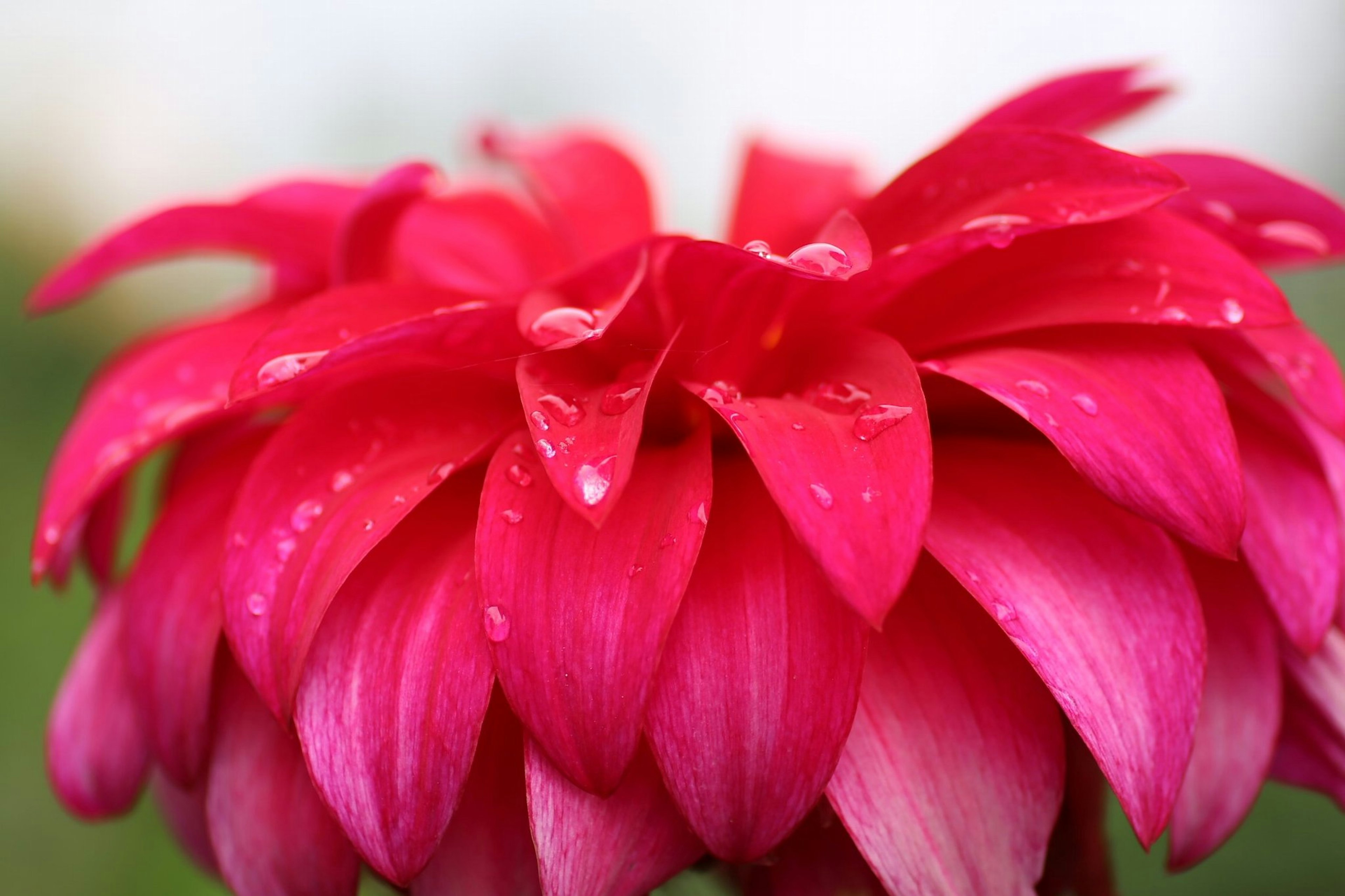 Acercamiento de una hermosa flor con pétalos rosa vibrantes superpuestos