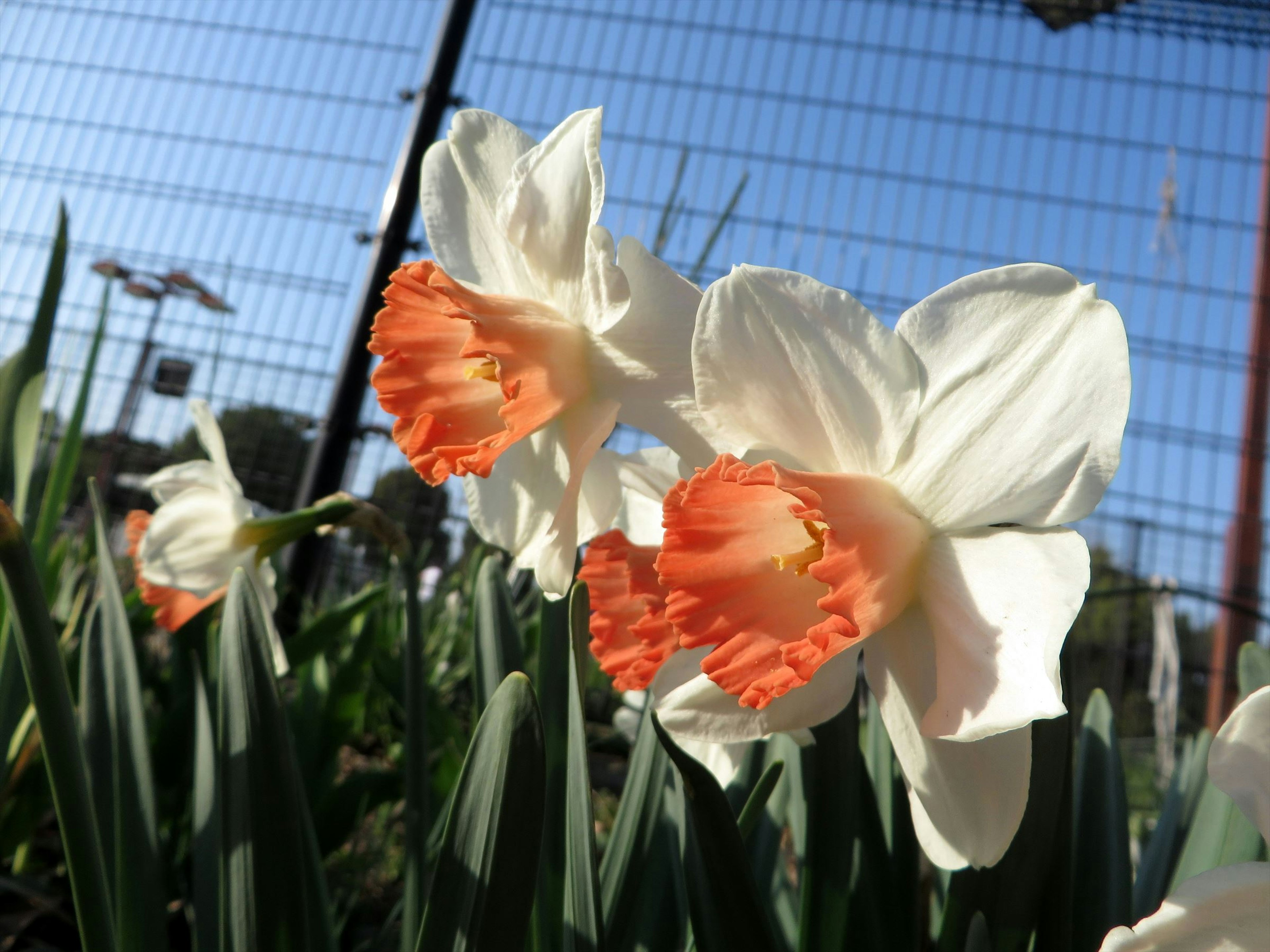 白い花弁にオレンジの縁取りが特徴的な水仙の花が咲いている