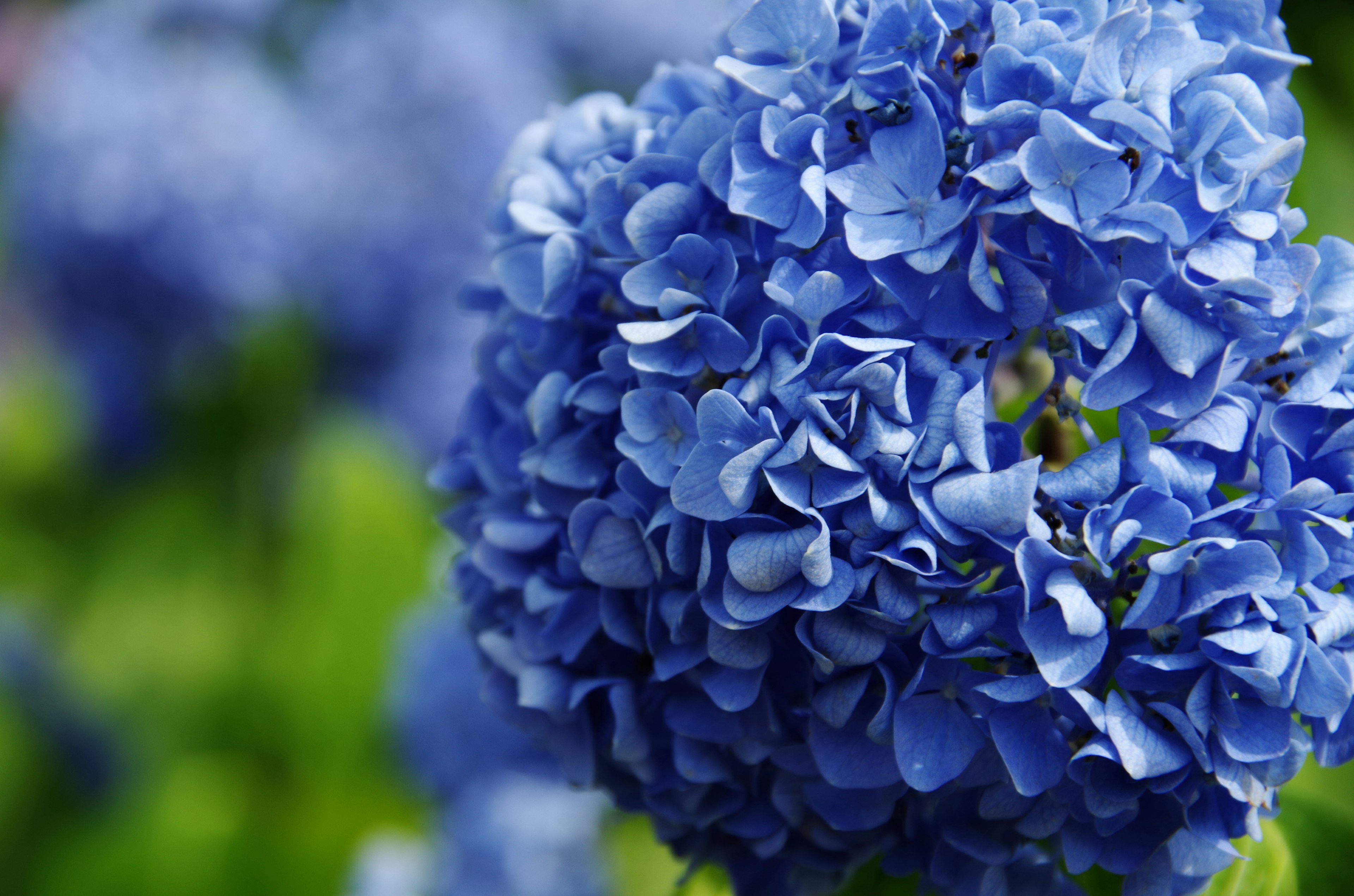 Acercamiento de flores de hortensia azules floreciendo con un fondo verde