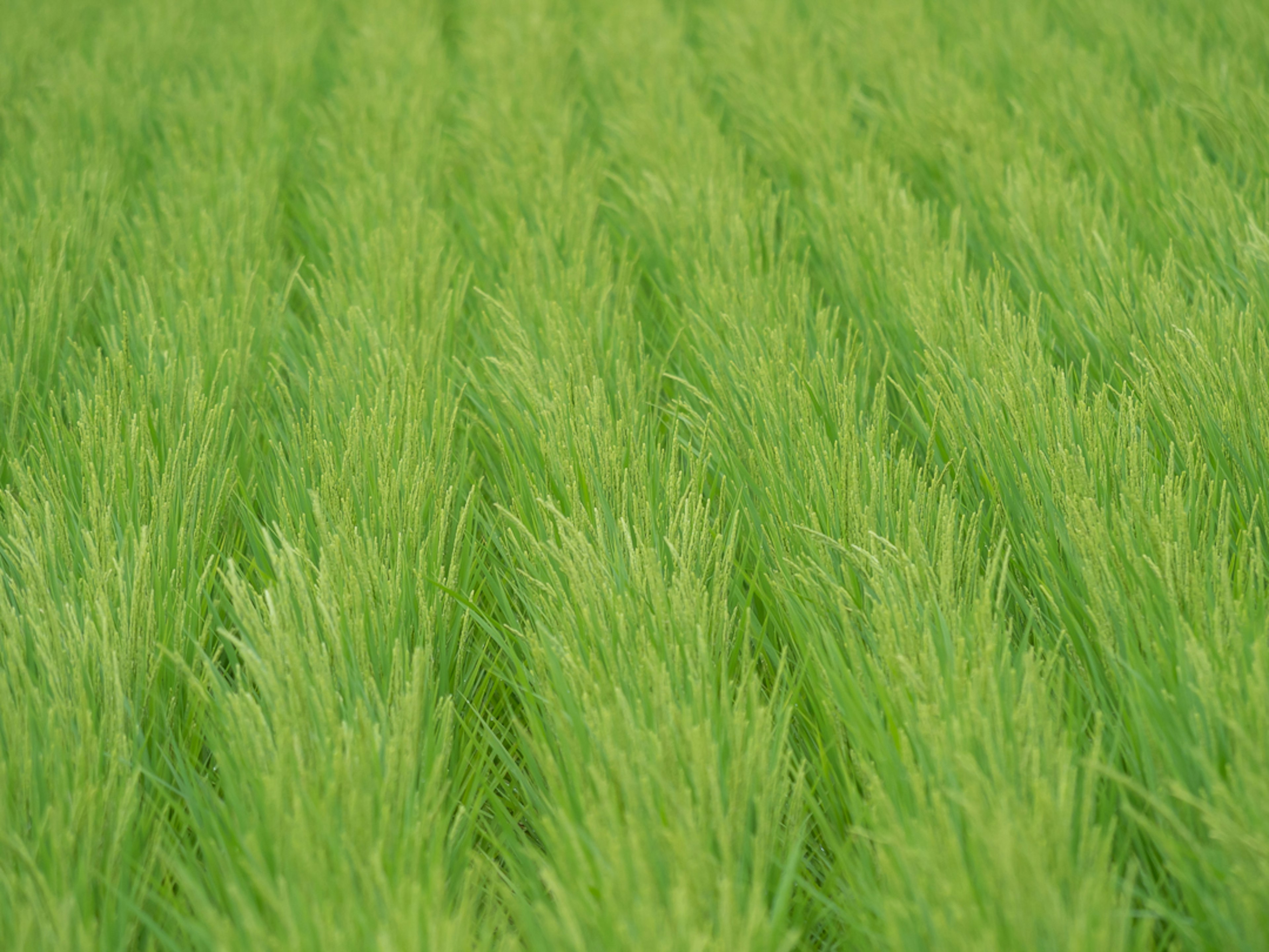 Schöne Landschaft mit ordentlich angeordneten grünen Reispflanzen