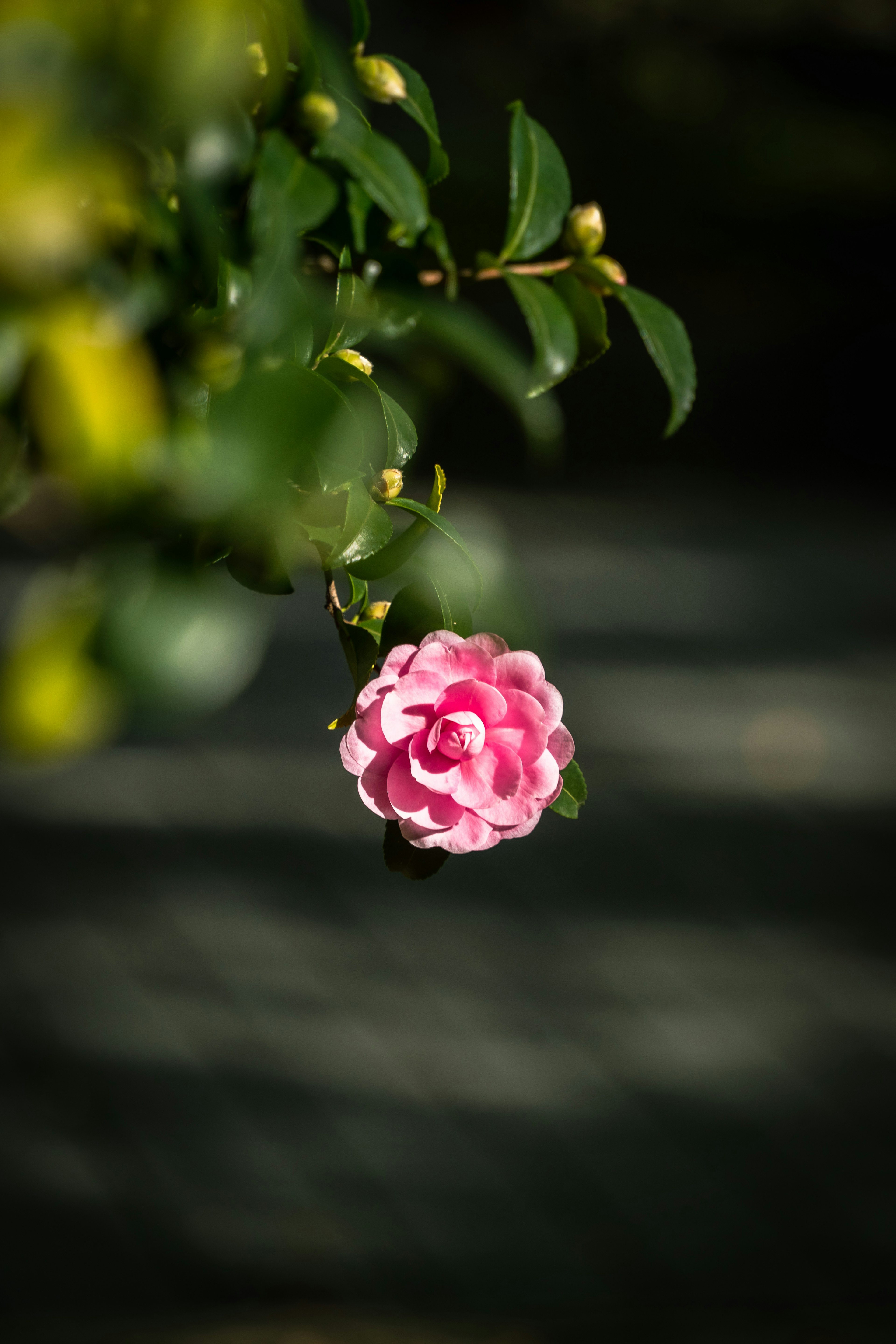 ピンクの花が葉の間に咲いている美しい風景