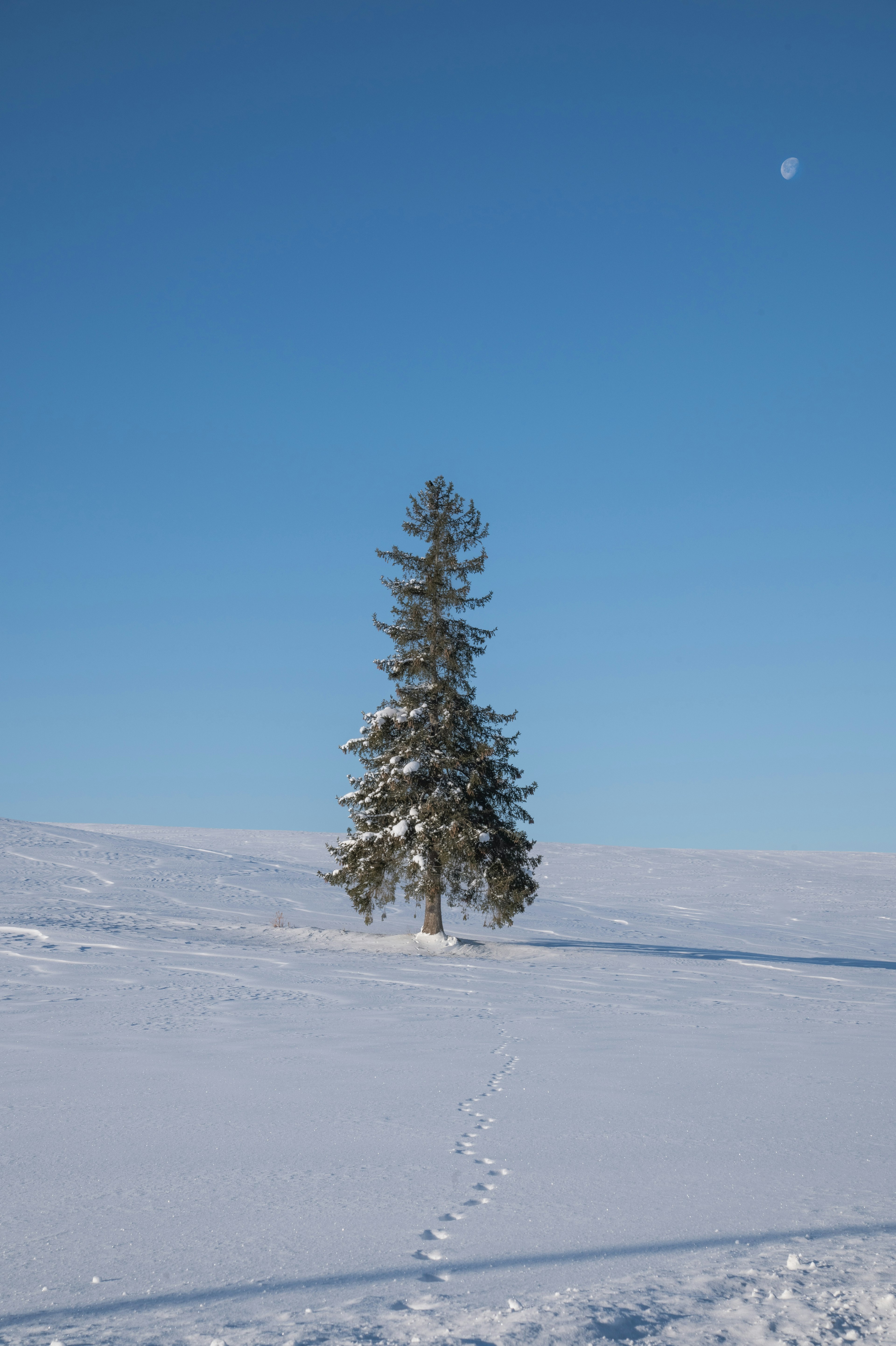 A single tree standing in a snow-covered plain under a clear blue sky