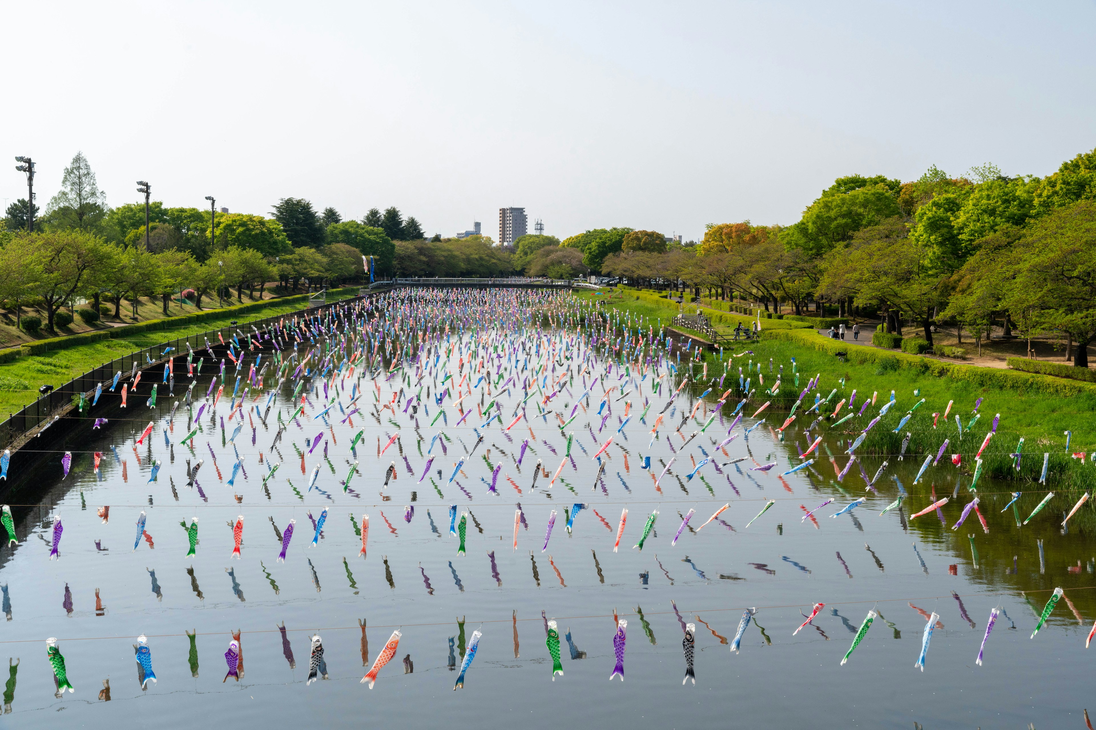 Koi nobori coloridos flotando en el río con árboles verdes