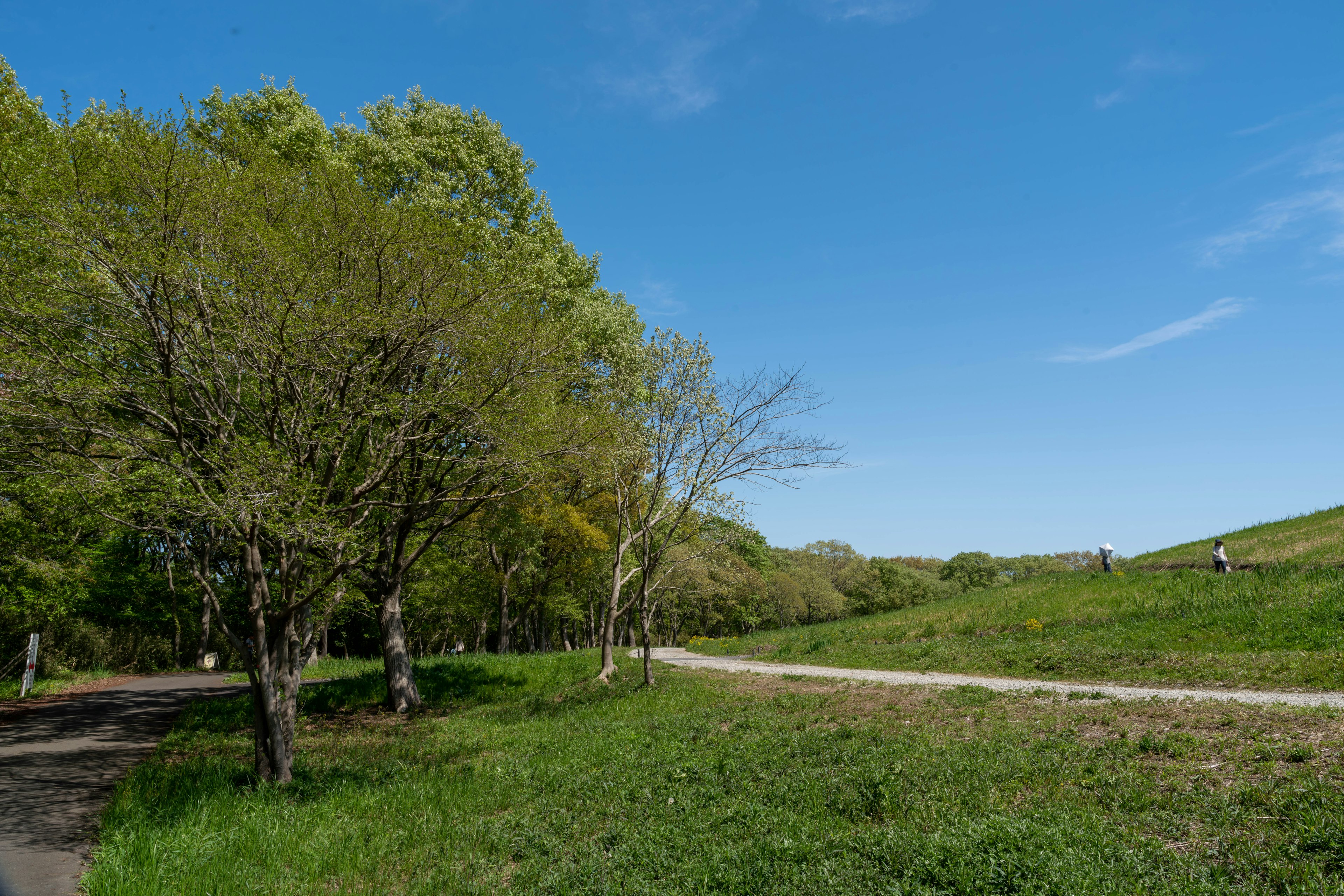 Malersicher Blick auf grüne Bäume und Gras unter einem klaren blauen Himmel