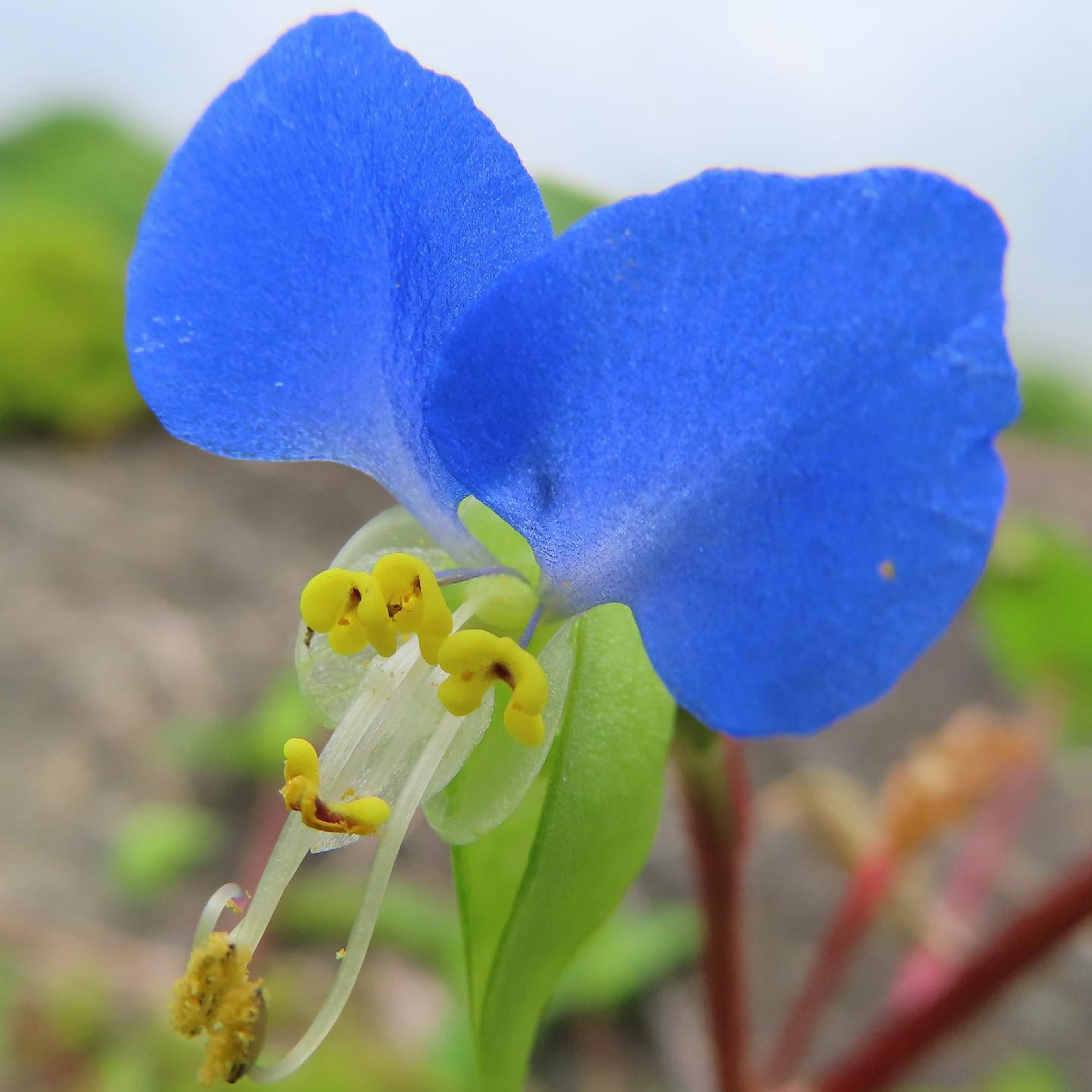 ดอกไม้สีน้ำเงินสดใสที่มีเกสรตัวผู้สีเหลืองโดดเด่น