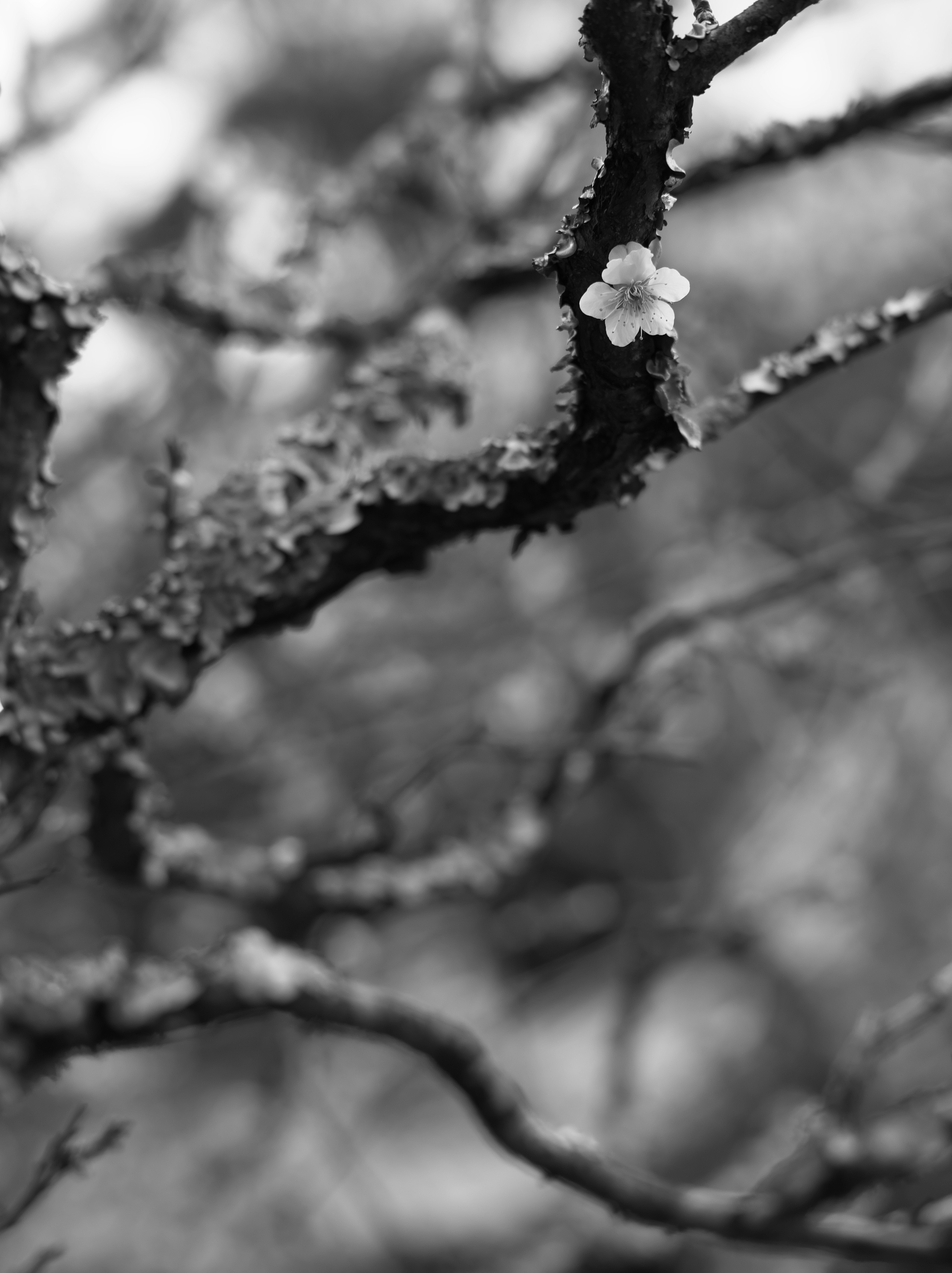 白黒の枝に咲く一輪の花と苔のコントラスト