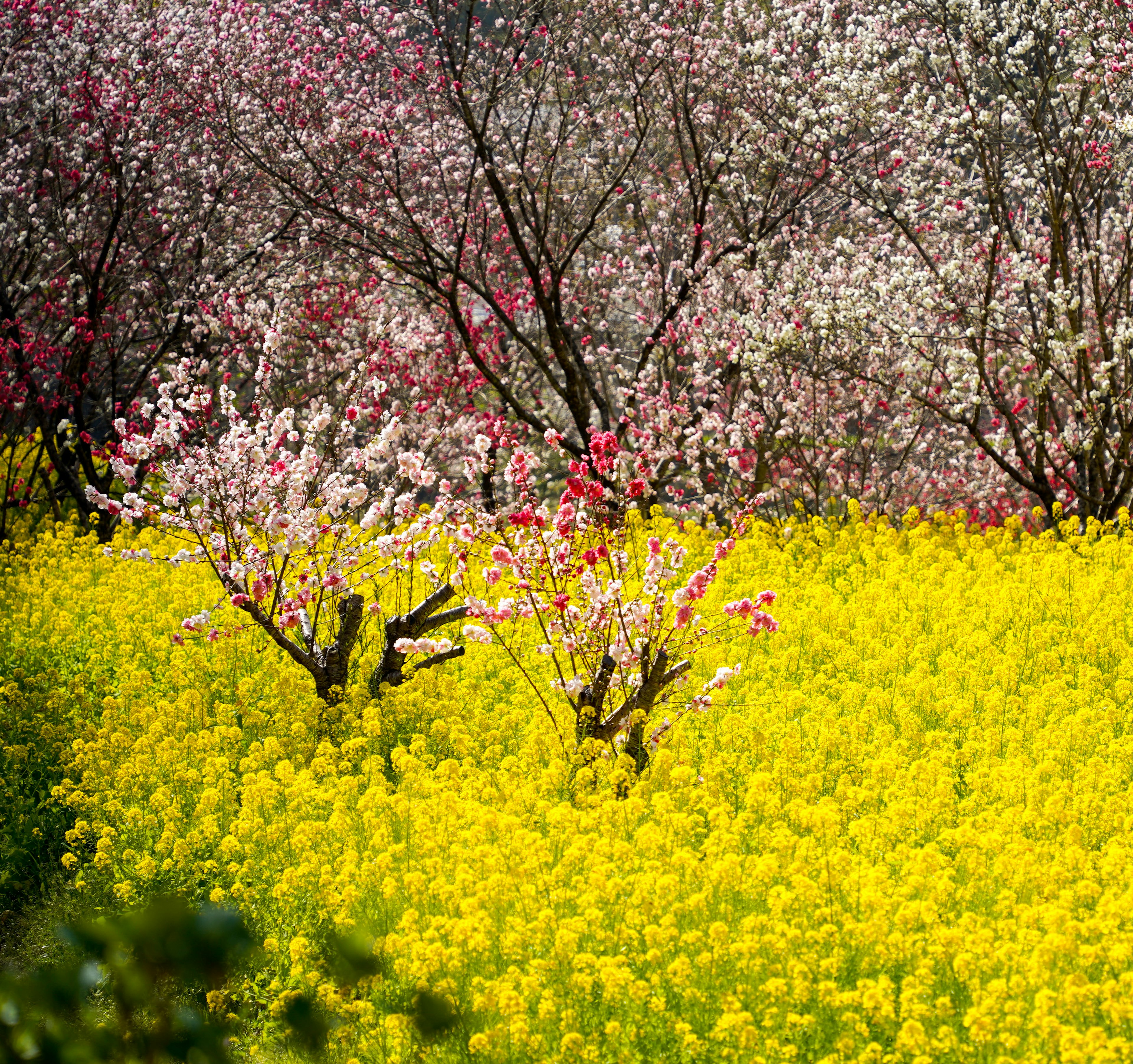 黄色い花が咲く風景にピンクと白の桜の木が点在する美しい景色