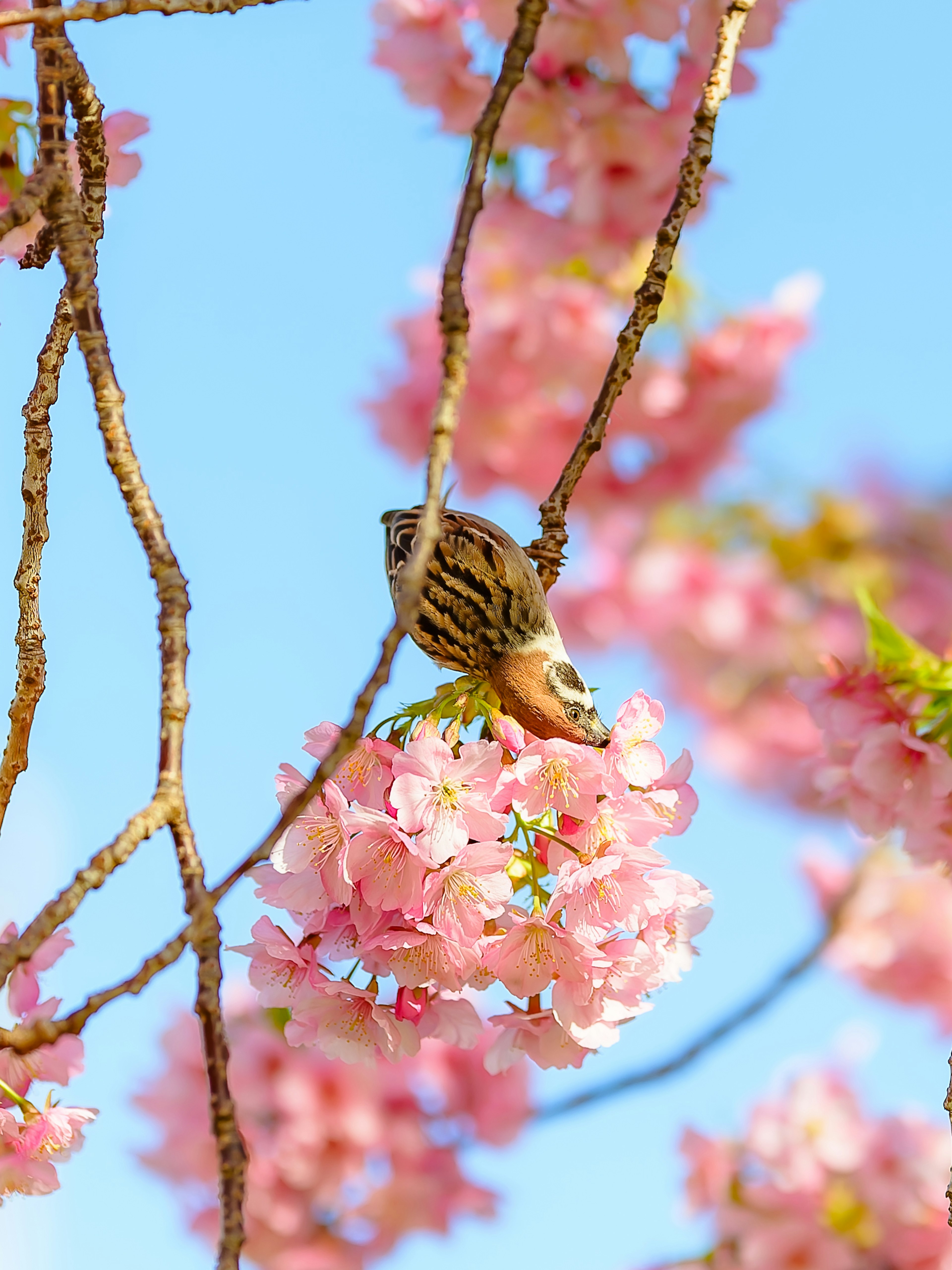 Ein kleiner Vogel sitzt auf einem Kirschblütenzweig vor blauem Himmel