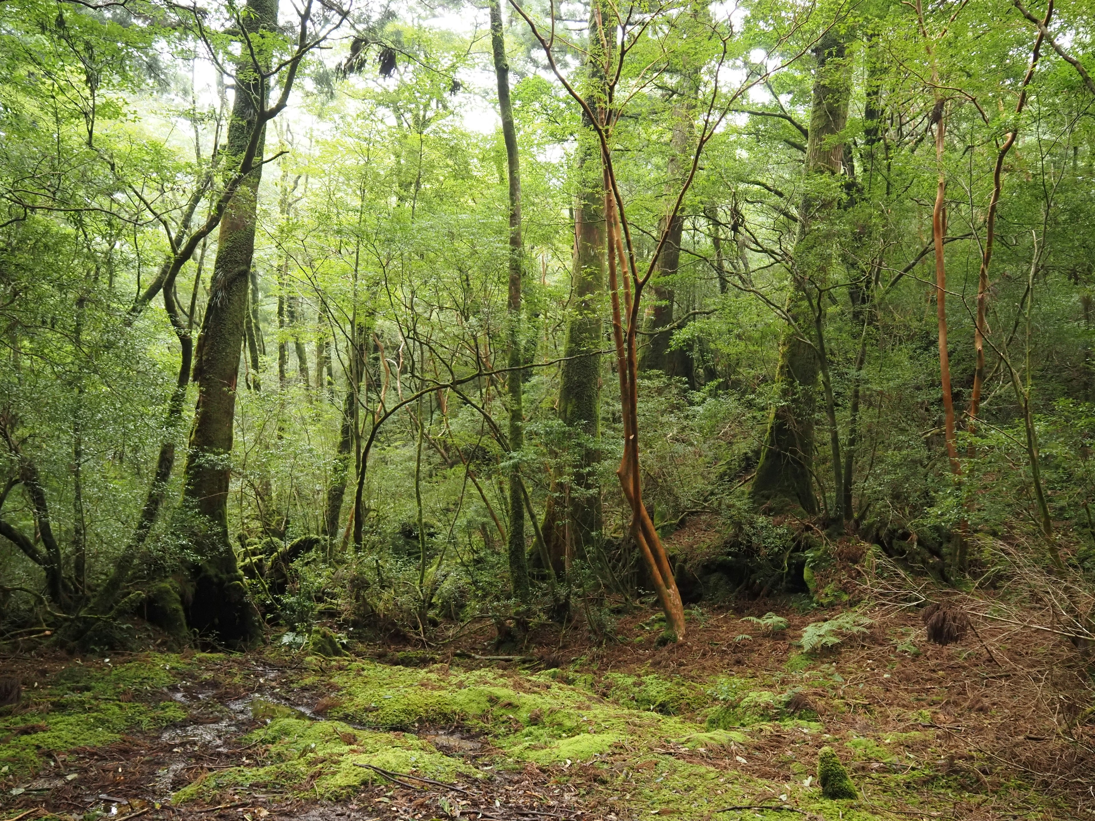 Lush forest landscape with dense trees and moss-covered ground