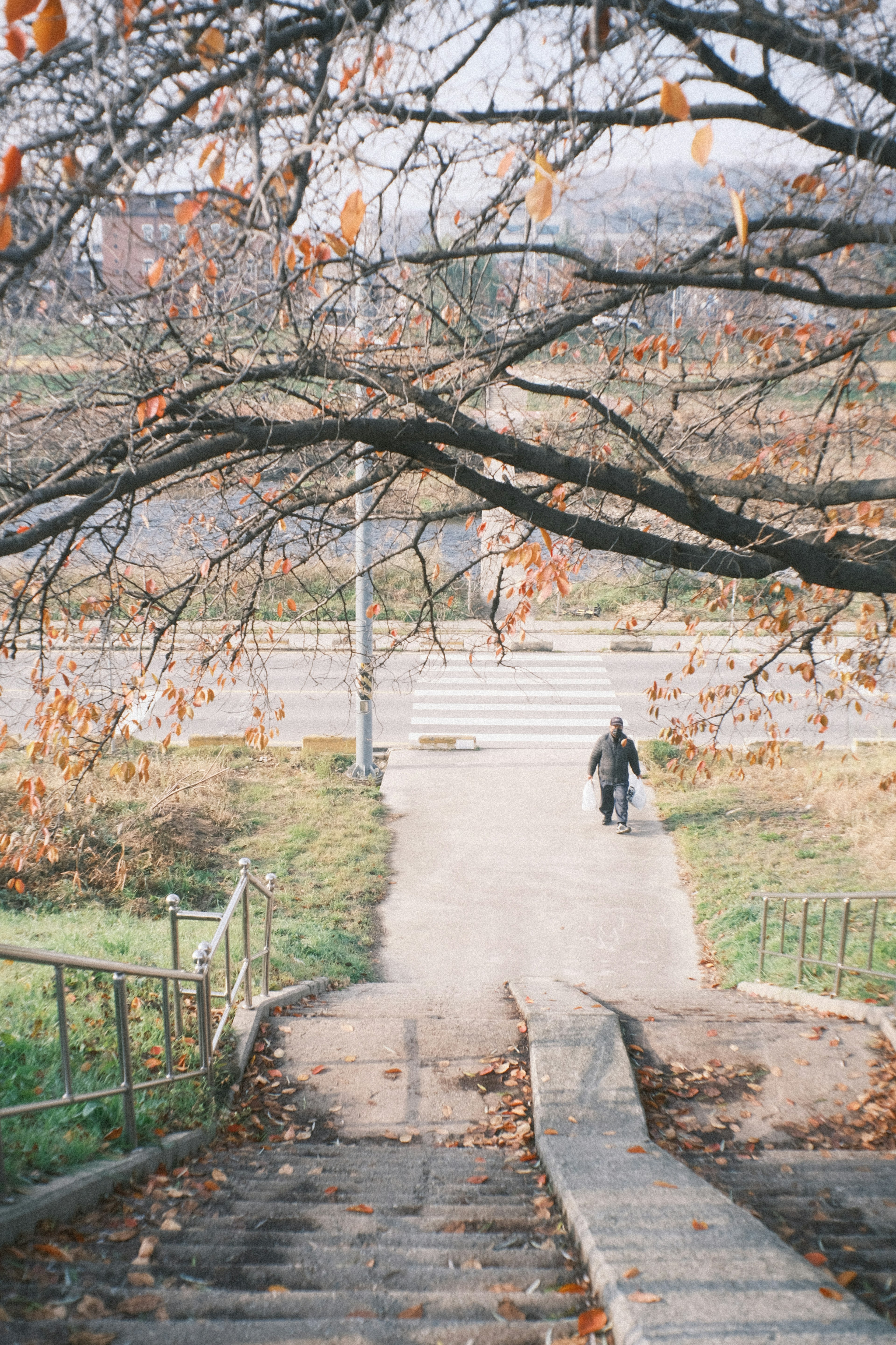 Eine Person, die eine Treppe hinuntergeht, umgeben von Herbstbäumen