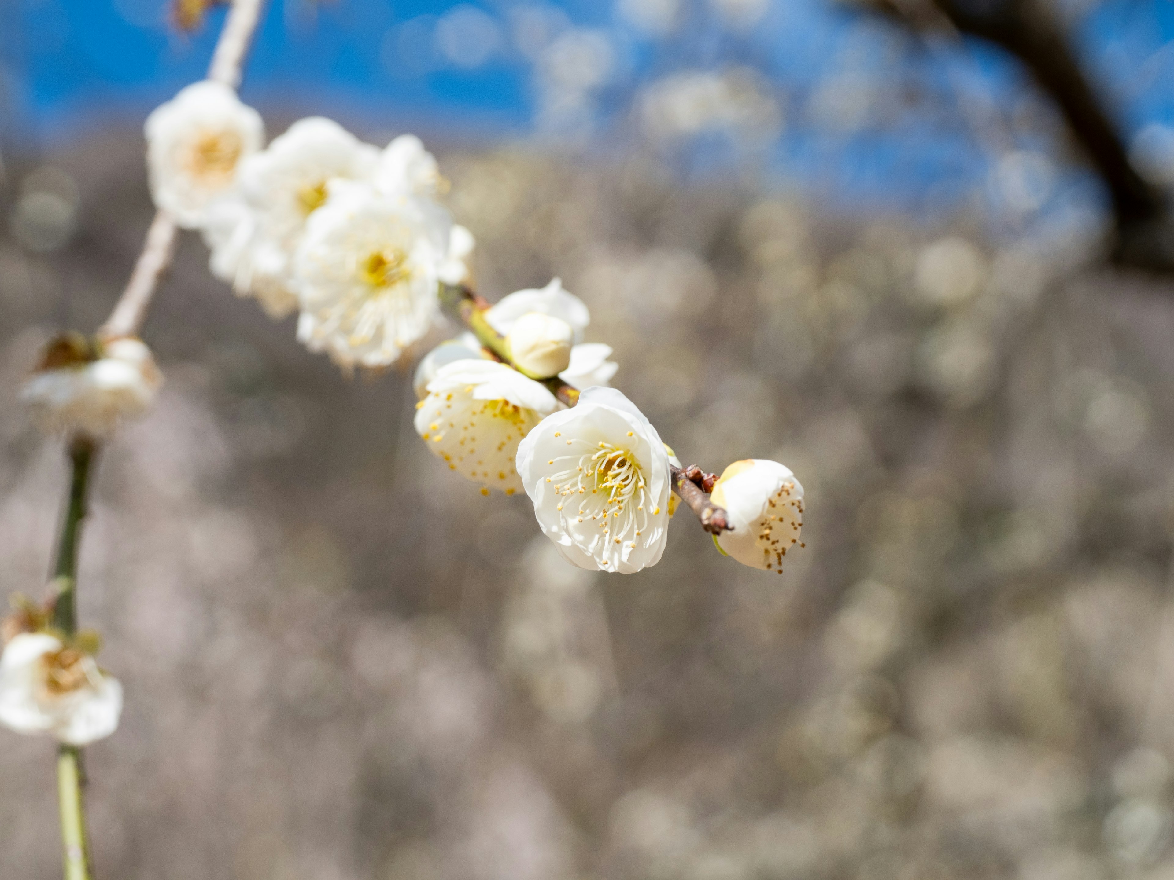 Close-up of white flowers on a branch against a blue sky background