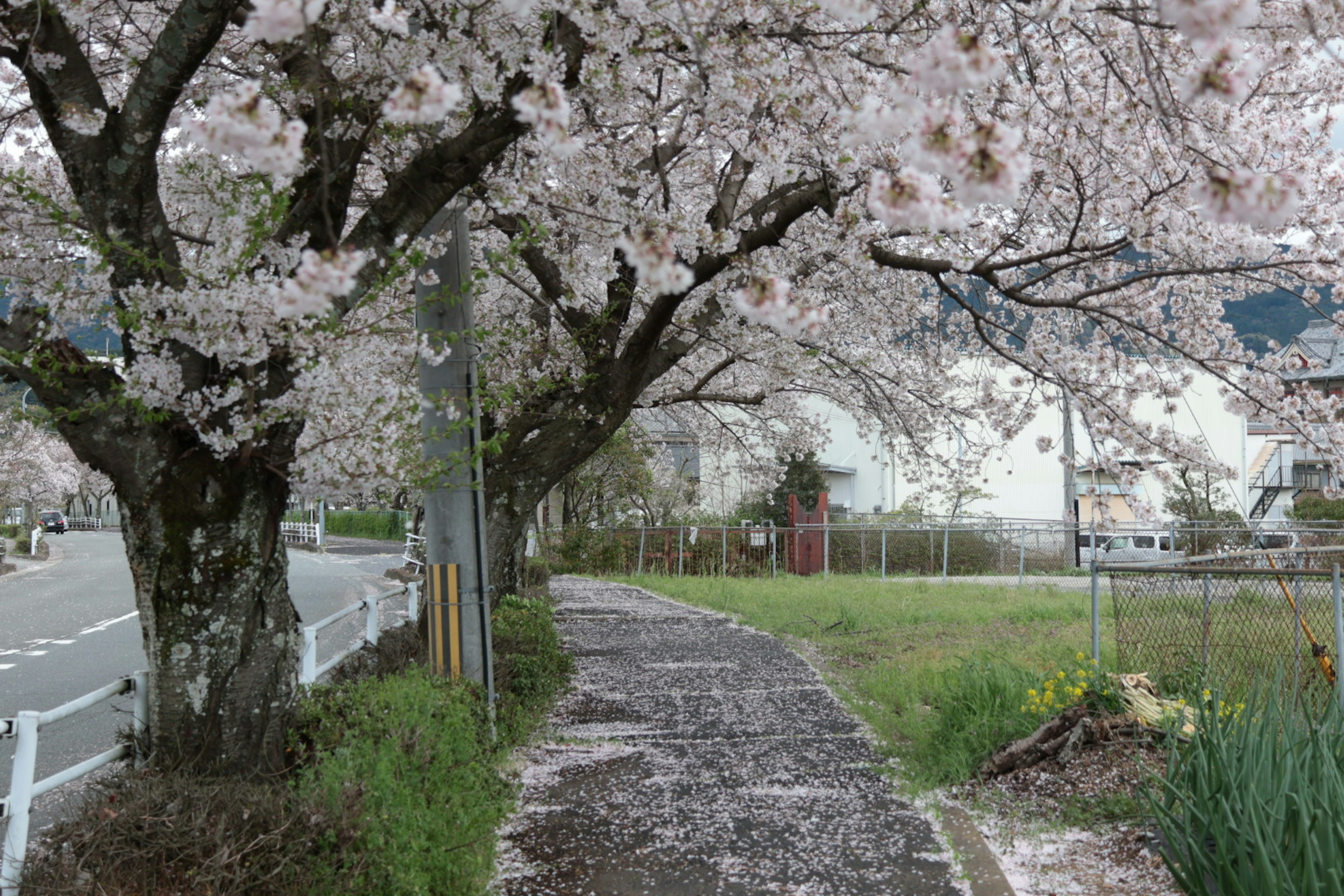 Jalan indah yang dikelilingi pohon sakura berbunga