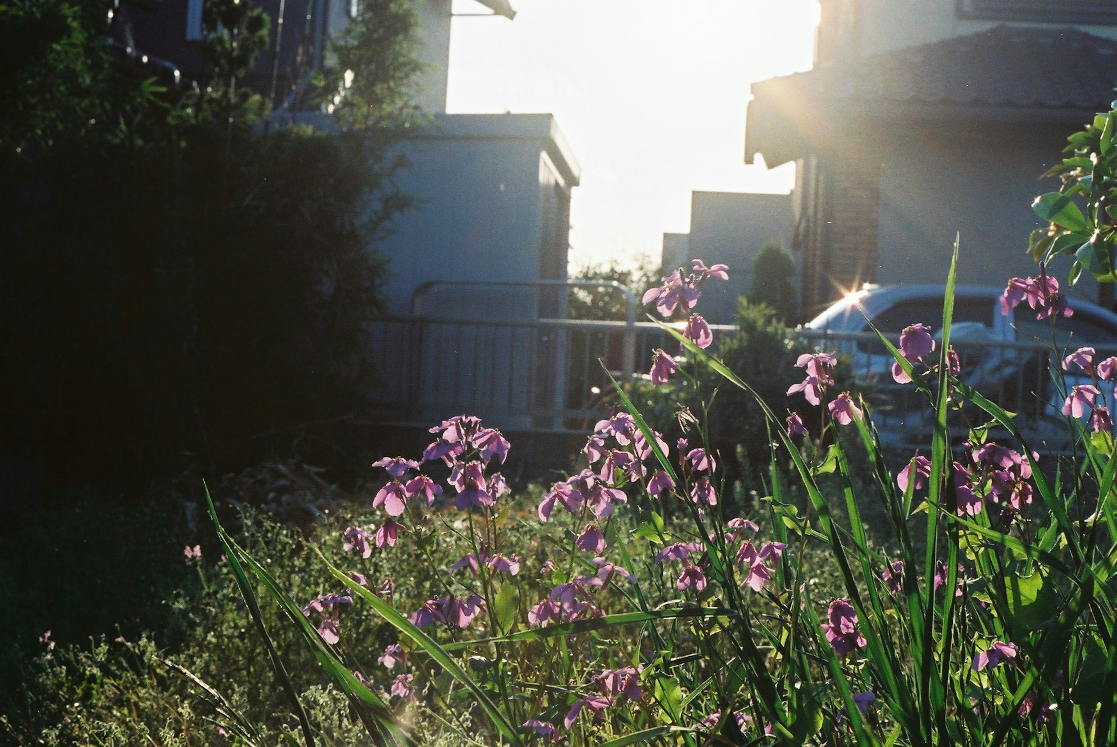 Garden scene with purple flowers in sunlight and houses in the background