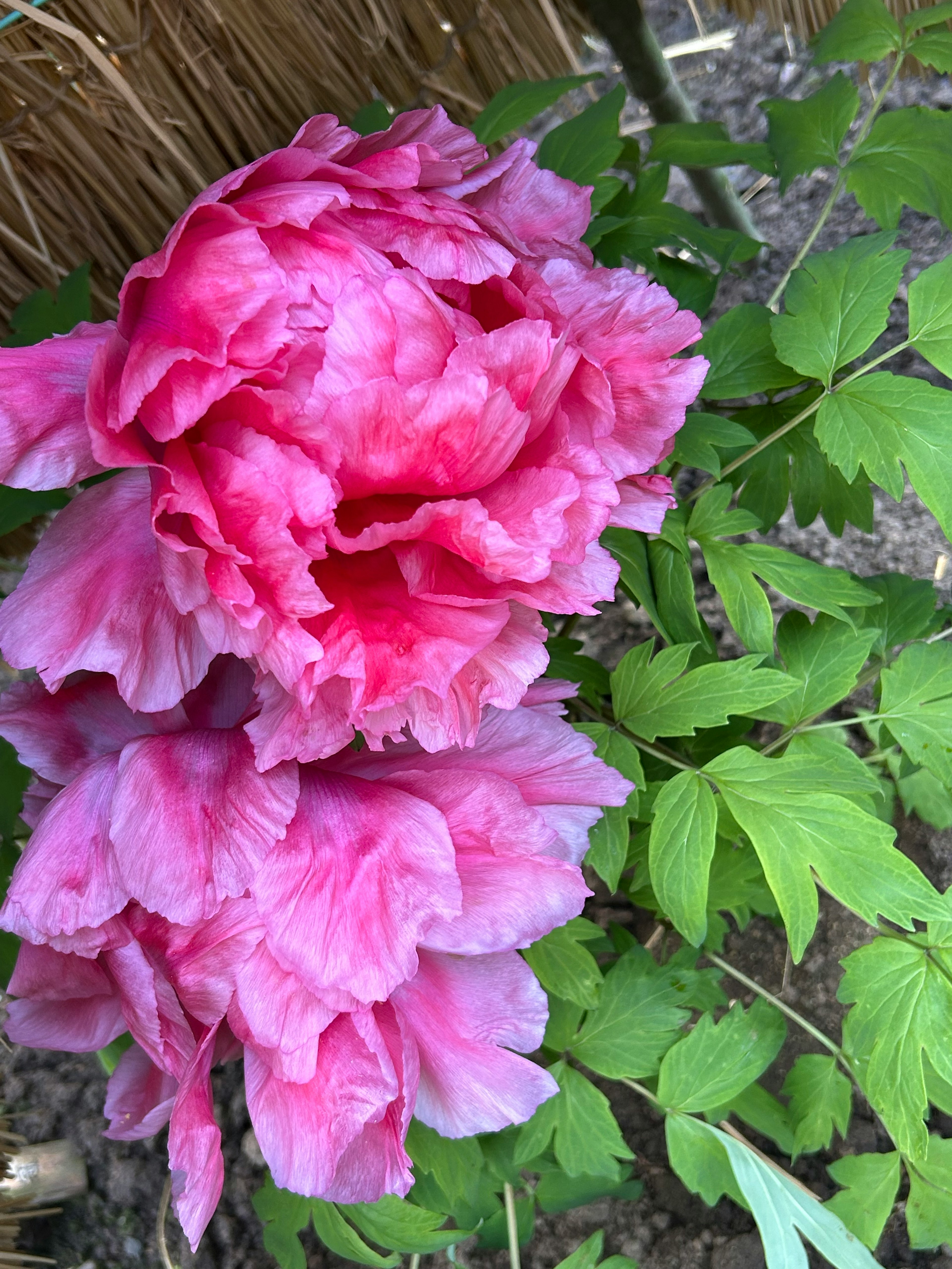 Fleurs roses vives entourées de feuilles vertes