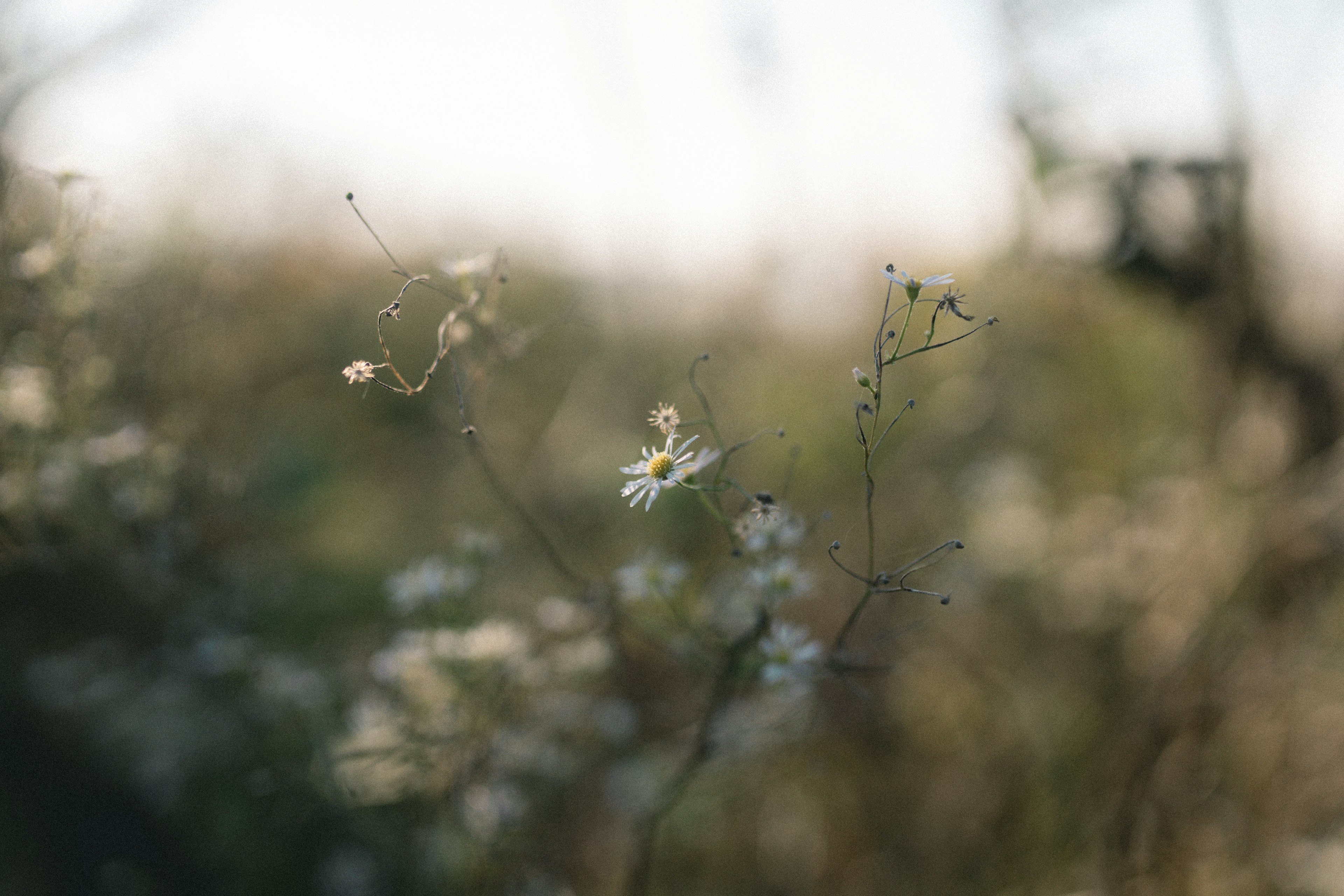 Sfondo morbido con piccoli fiori bianchi sparsi