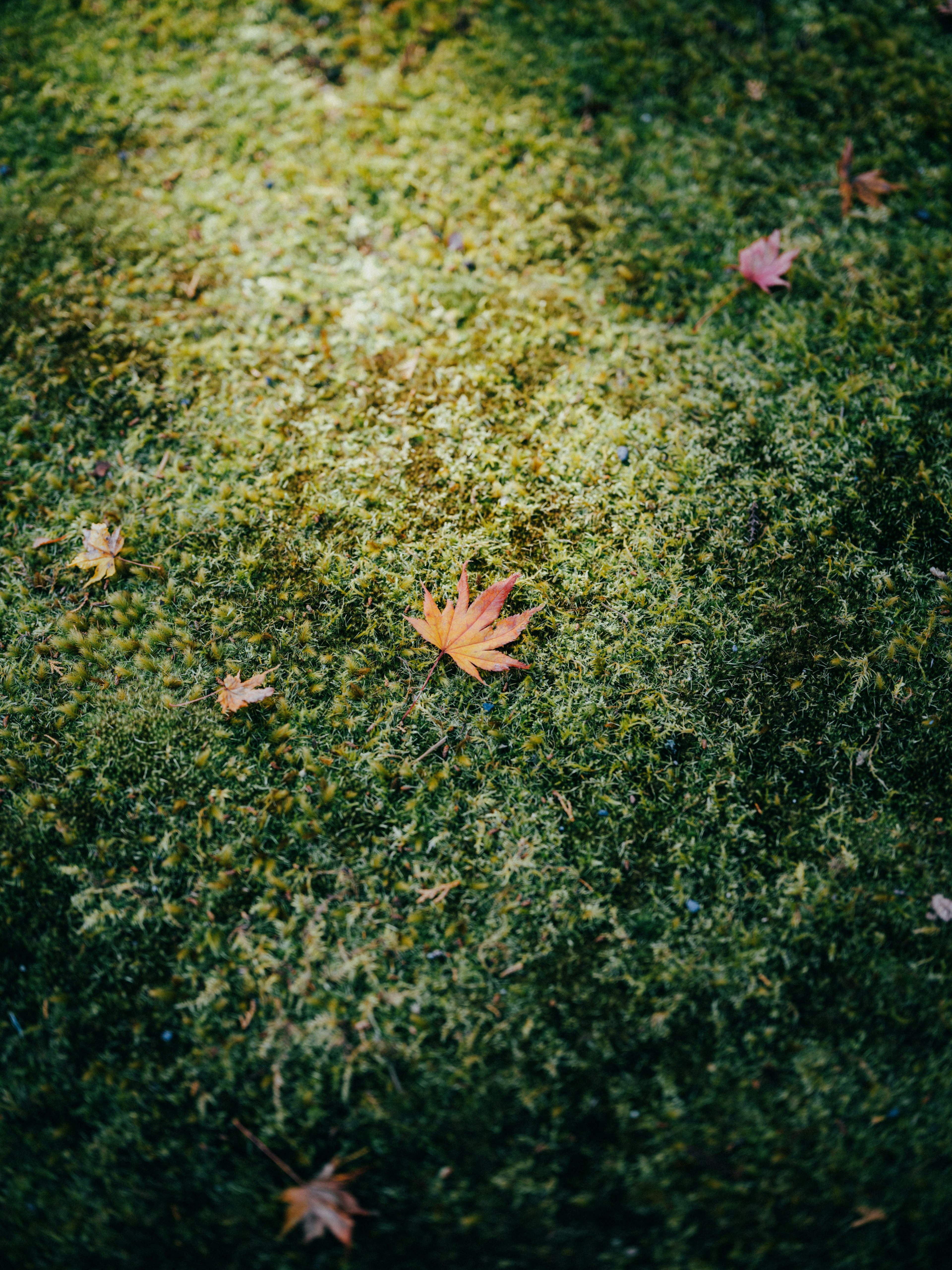 Autumn leaves scattered on green moss