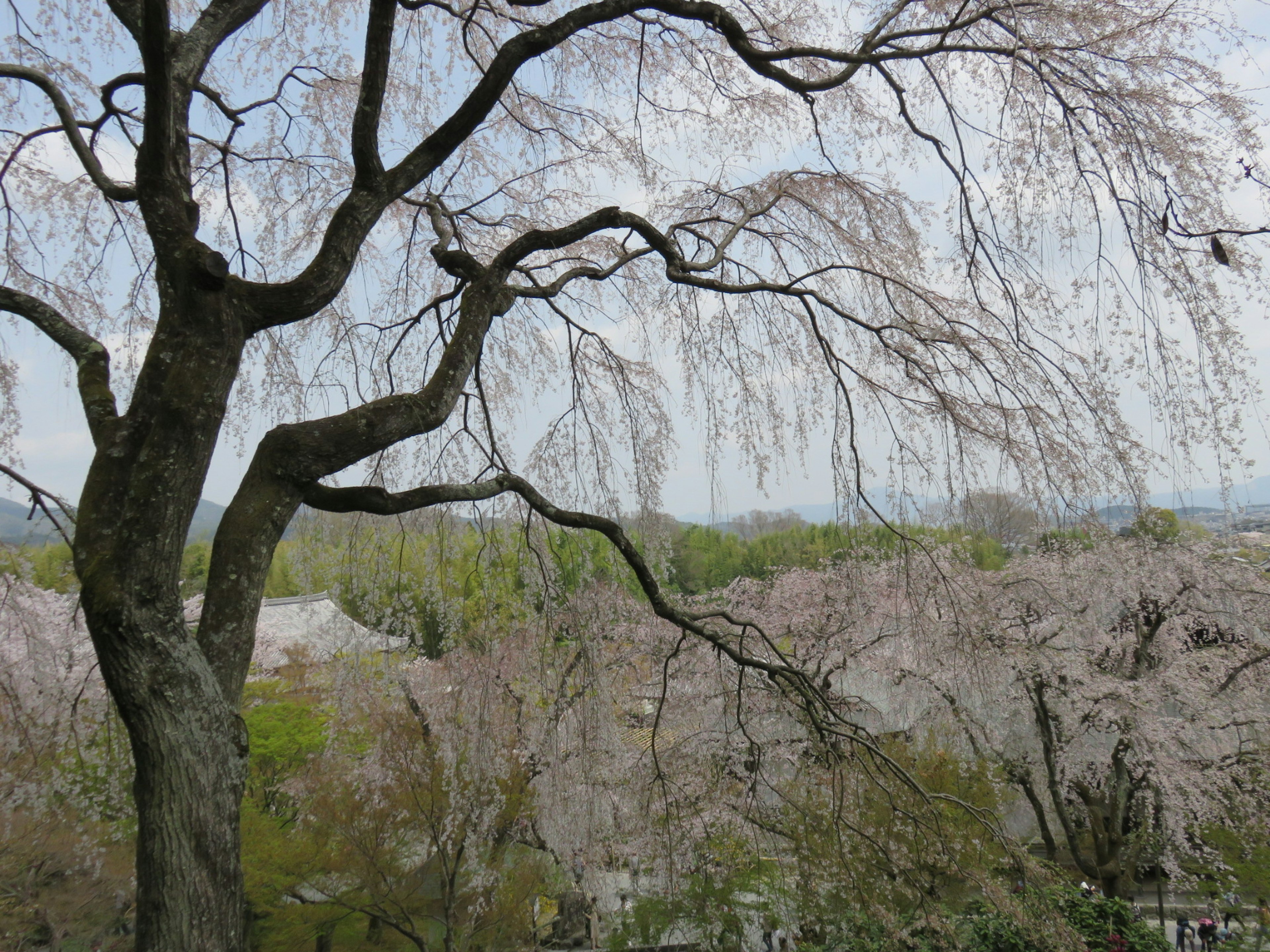 Weeping cherry tree branches with blossoms in the background