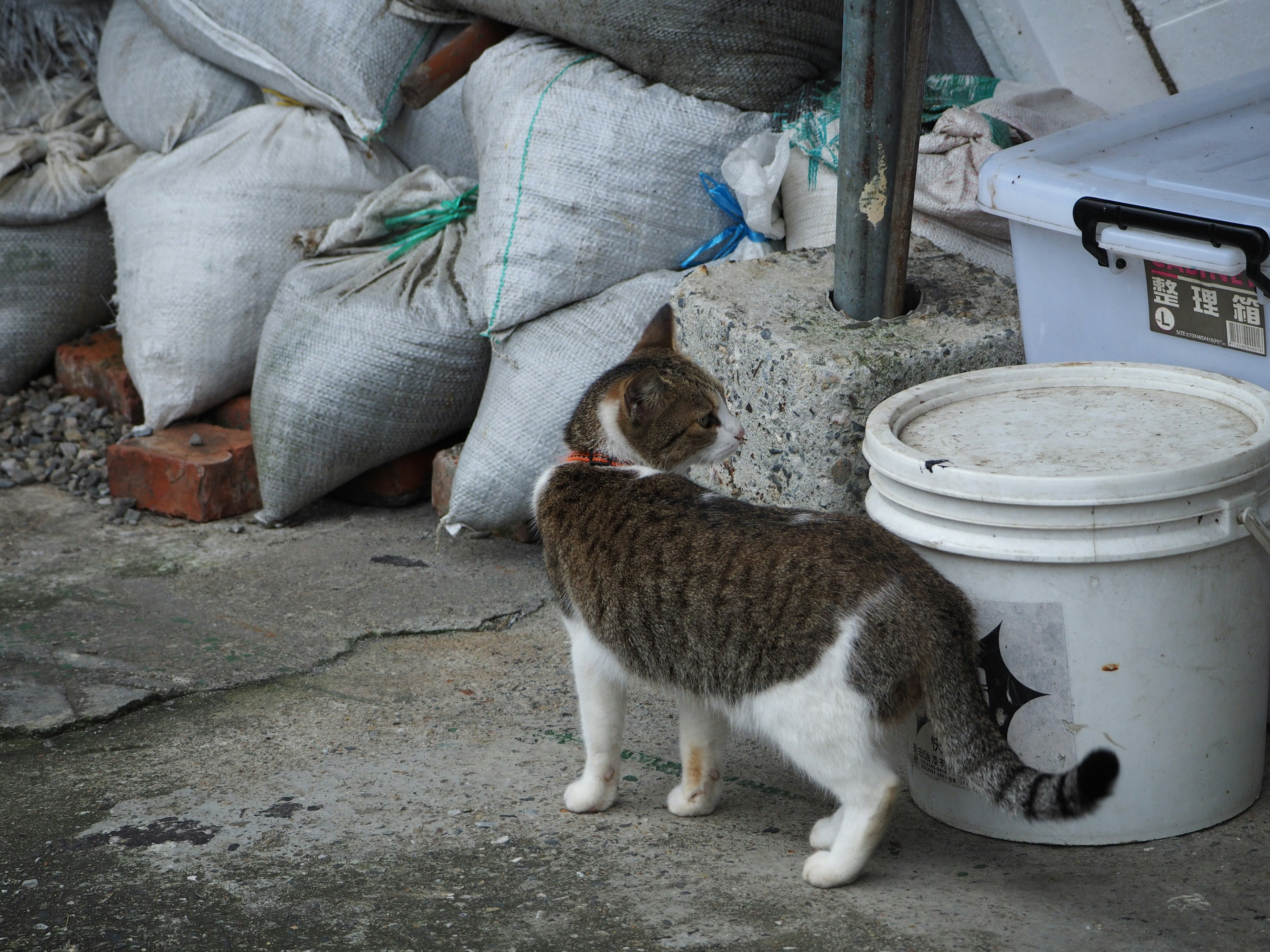 A cat standing near a bucket with bags stacked in the background