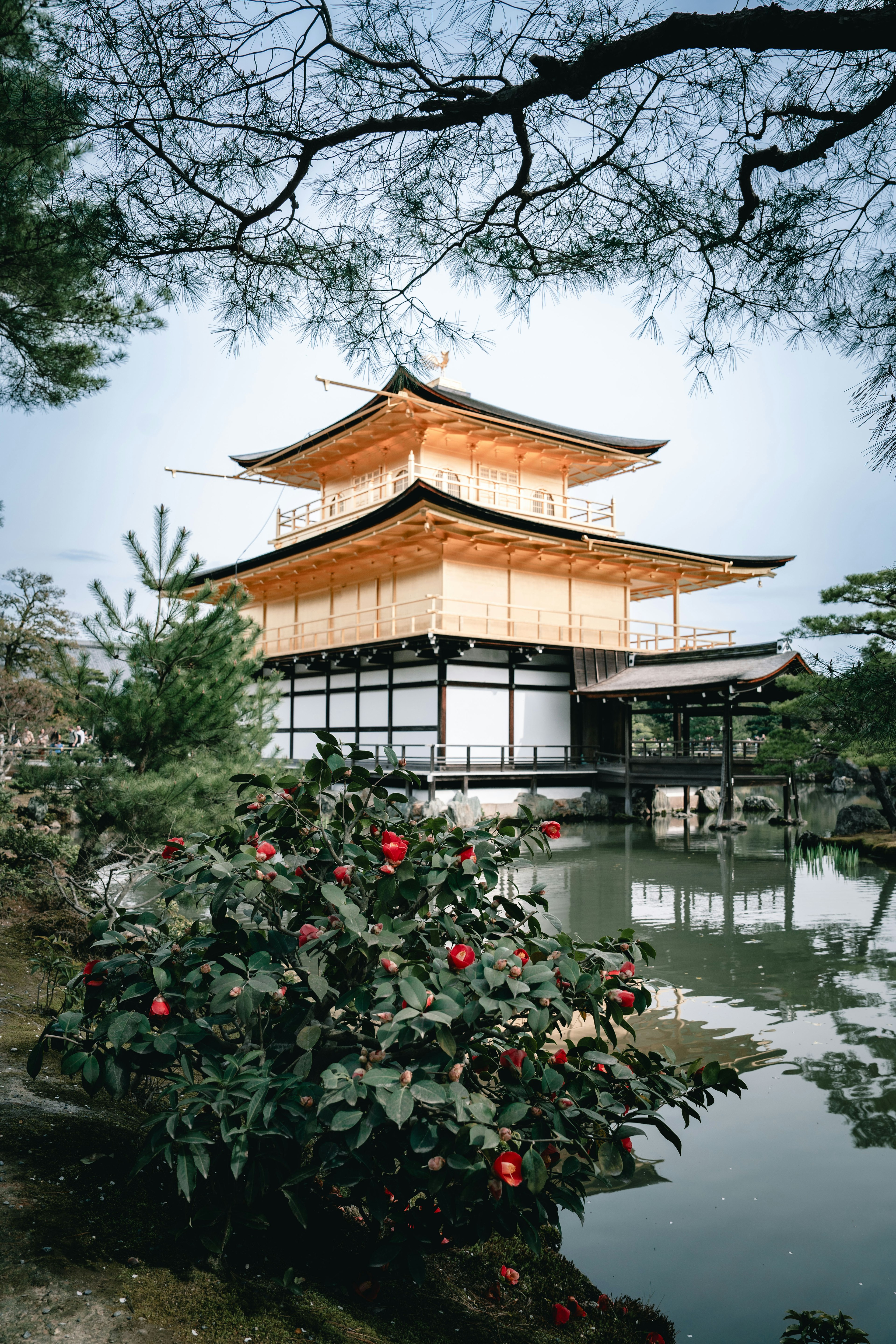 美しい日本の金閣寺を背景にした池と緑の植物