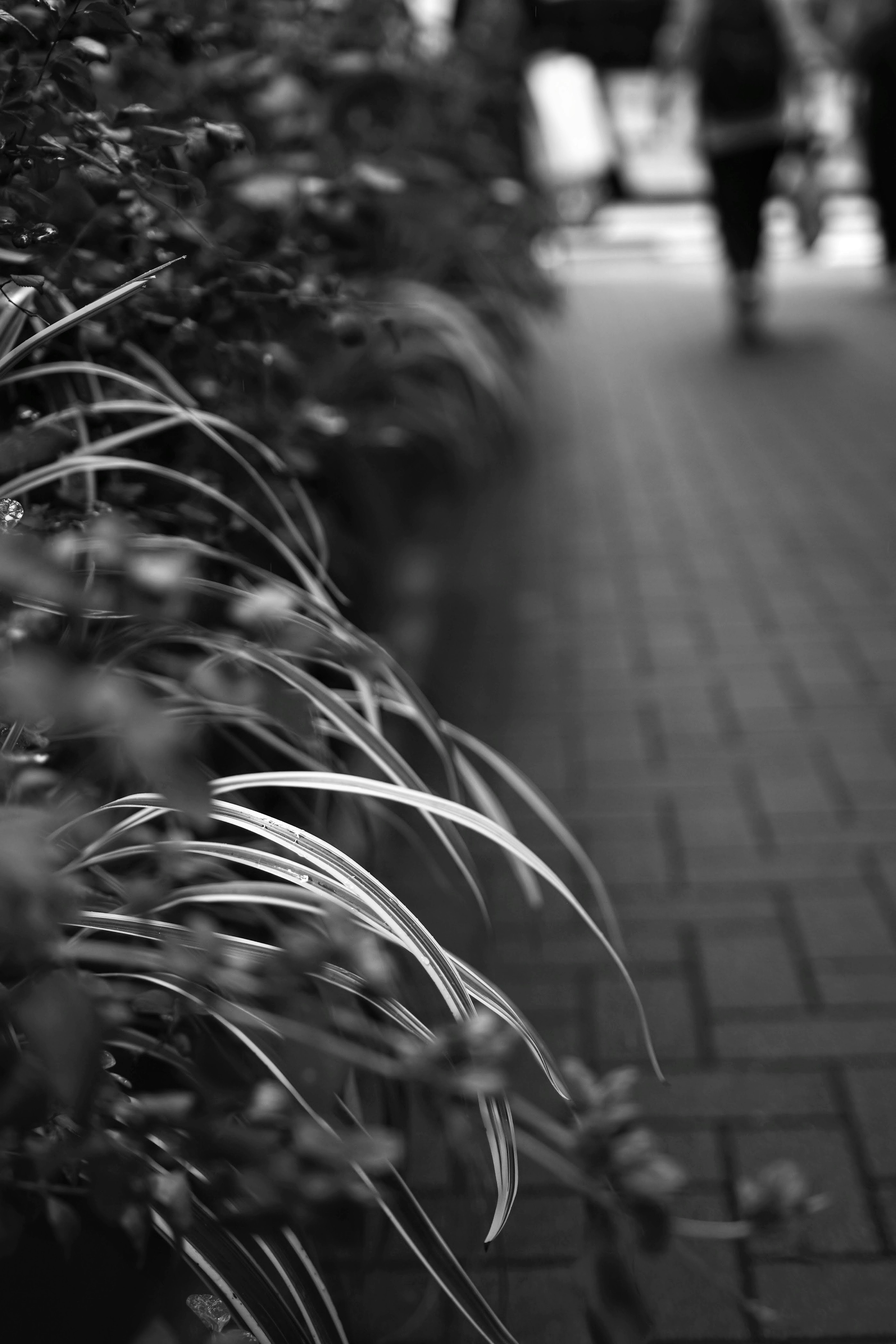 Foto en blanco y negro de hierba a lo largo de una acera