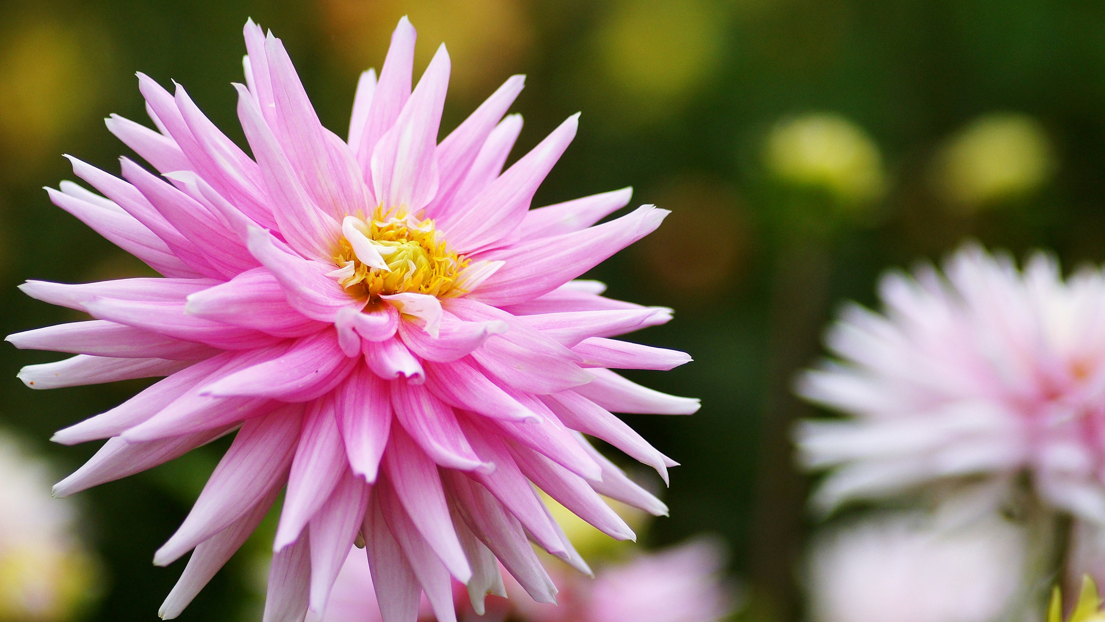 Close-up bunga pink cerah dengan kelopak berduri