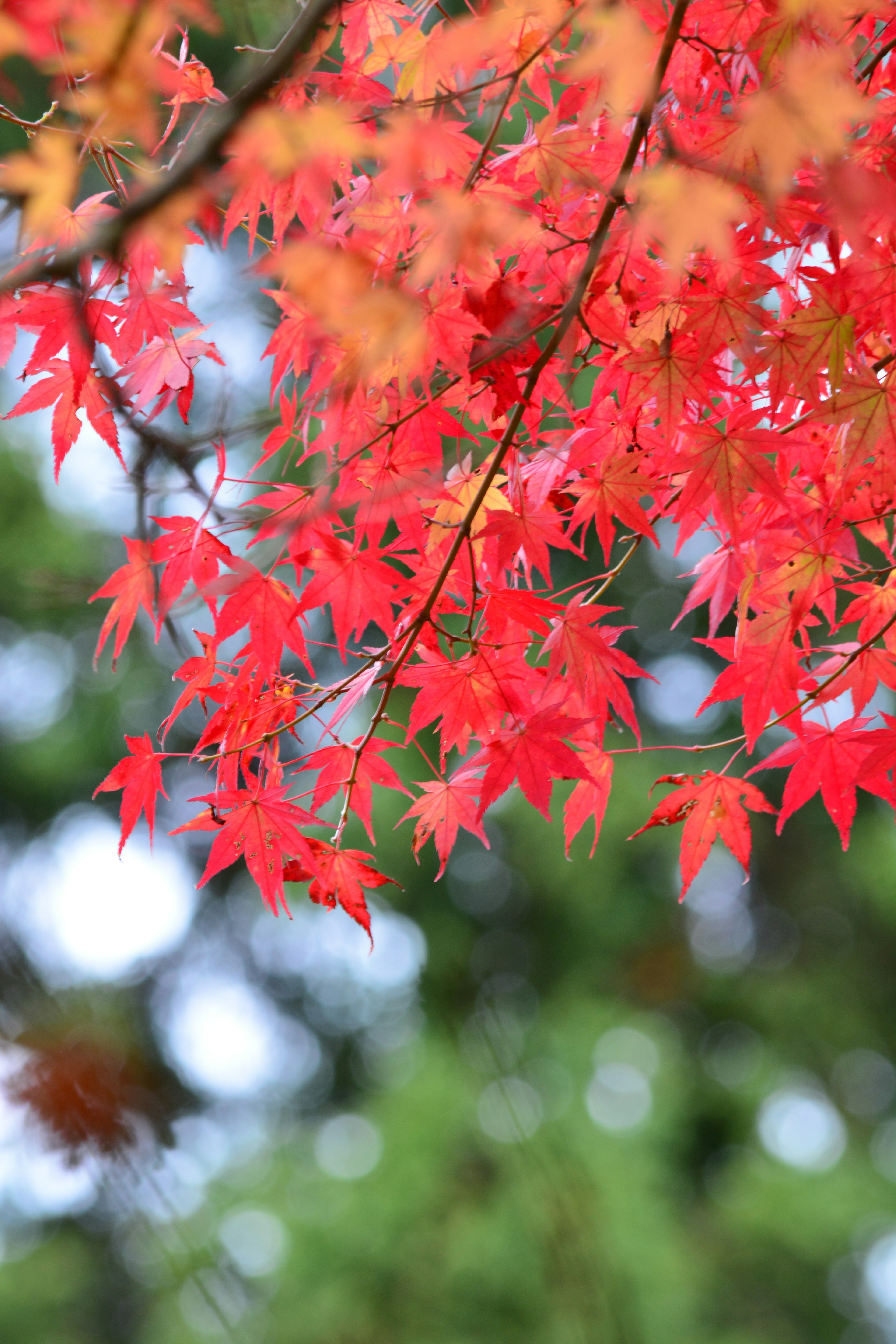 Daun maple merah cerah di latar belakang hijau kabur