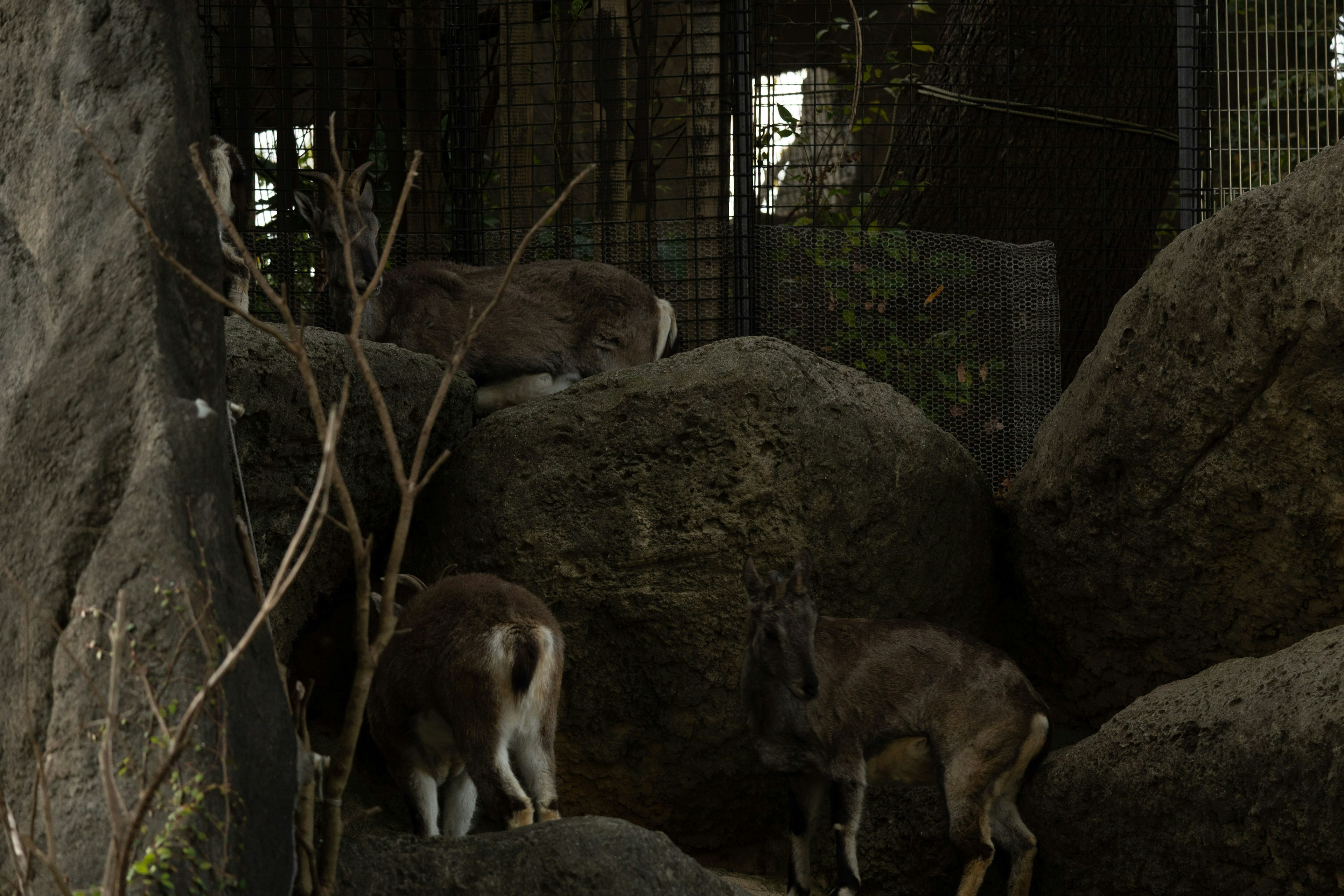岩の上で遊ぶ小さな動物たちの群れ