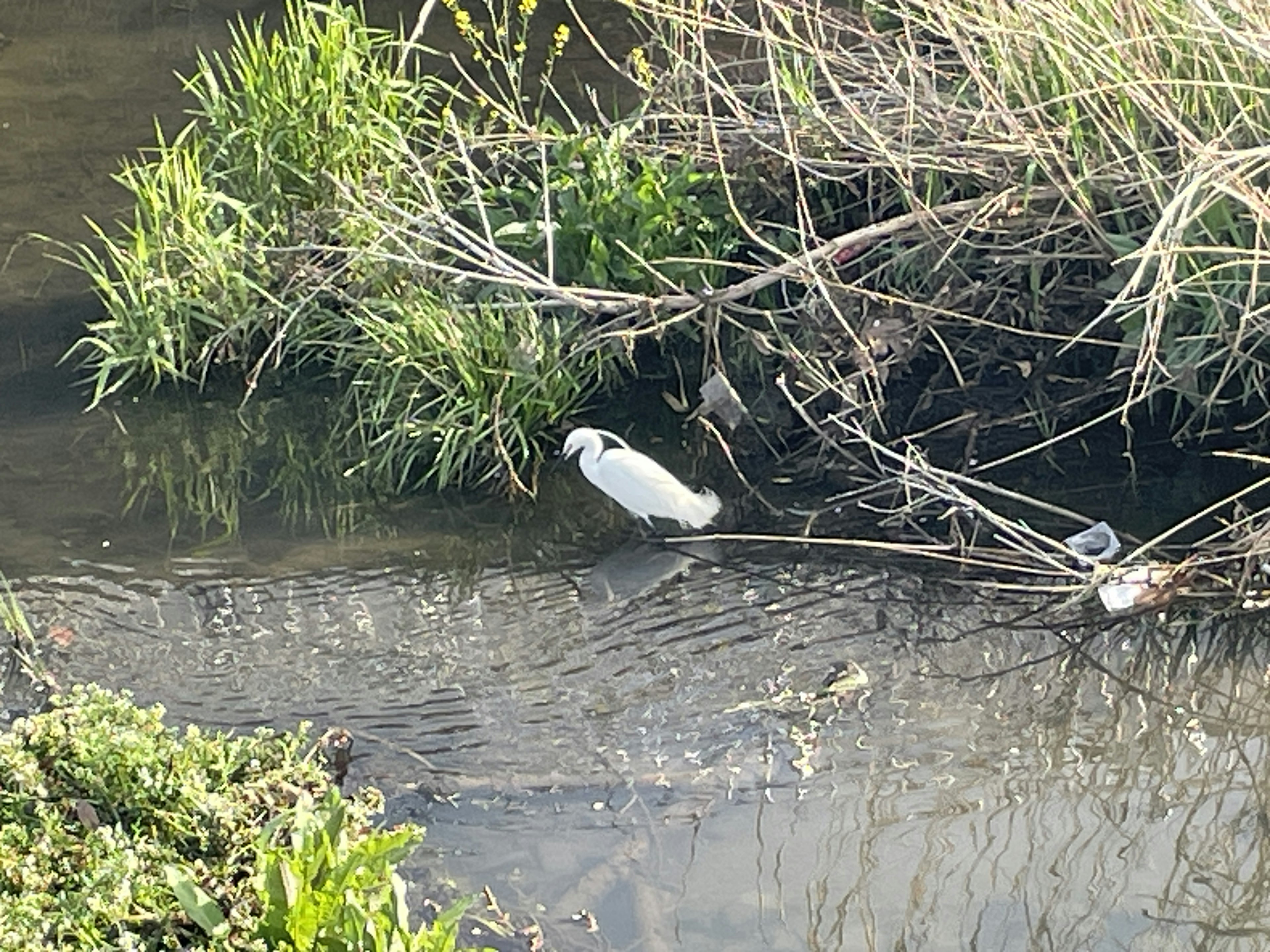 Un oiseau blanc se tenant au bord de l'eau entouré d'herbe verte et de buissons