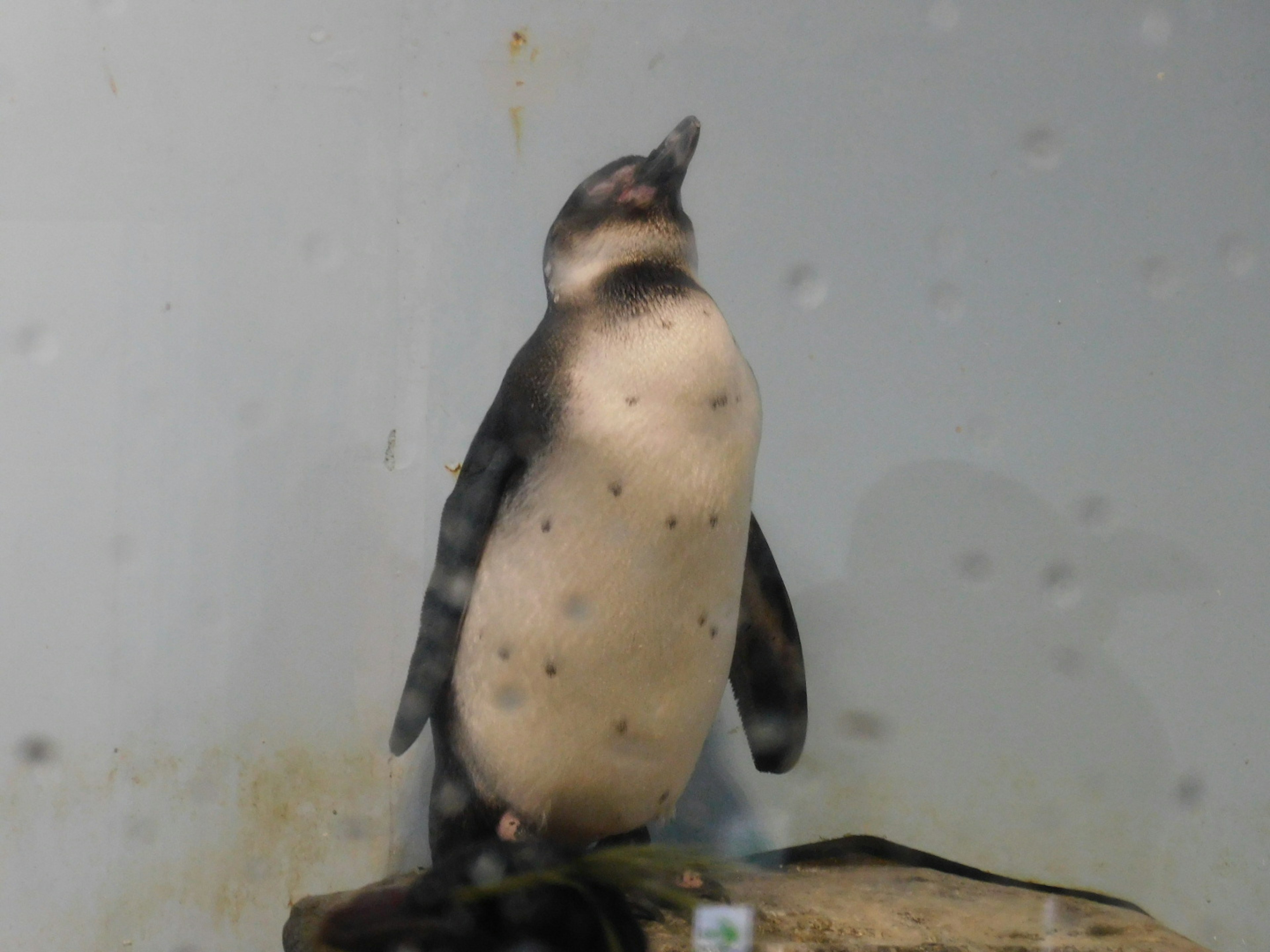 Penguin standing on a rock inside an aquarium