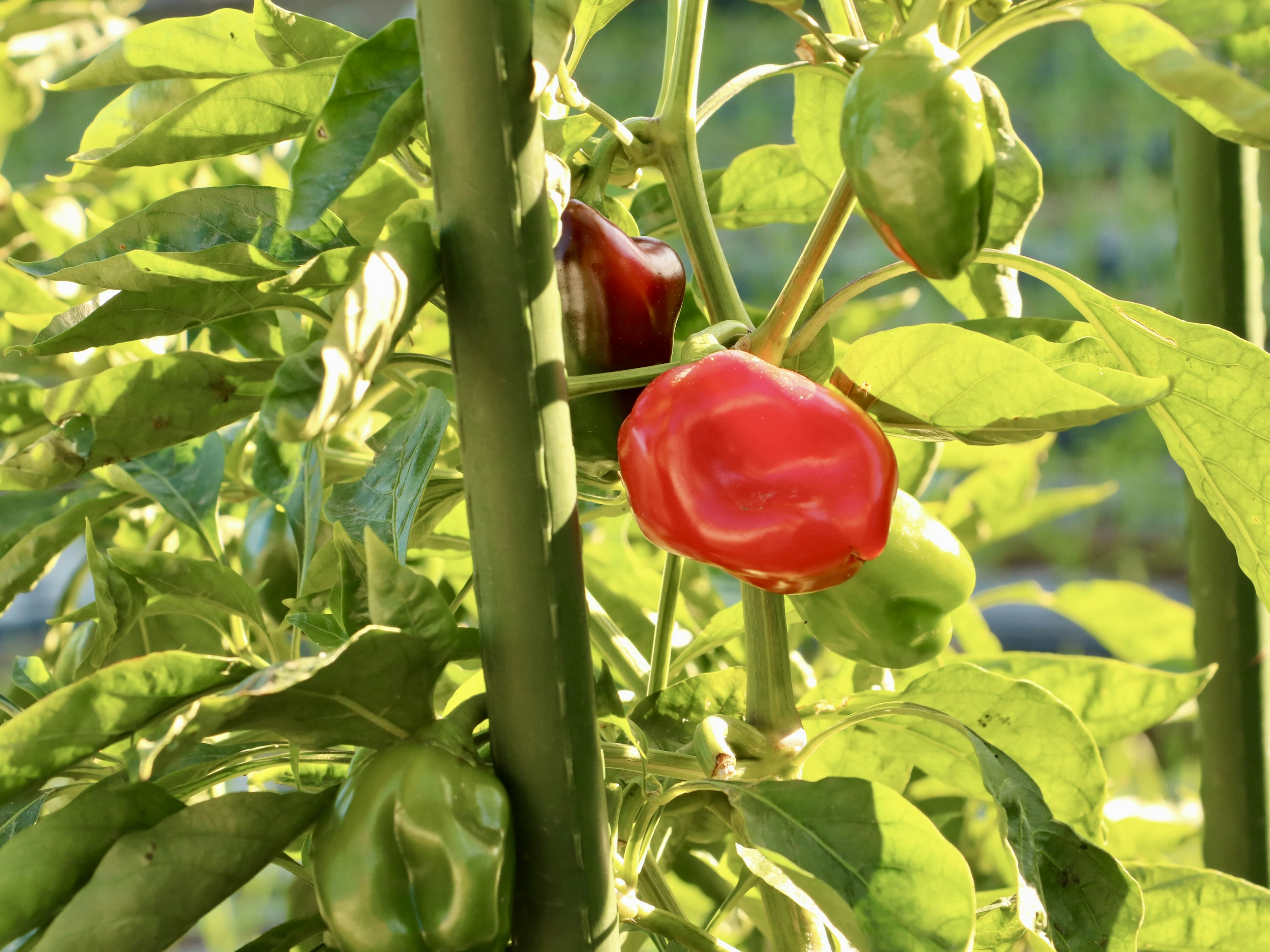 Red and green bell peppers growing among green leaves