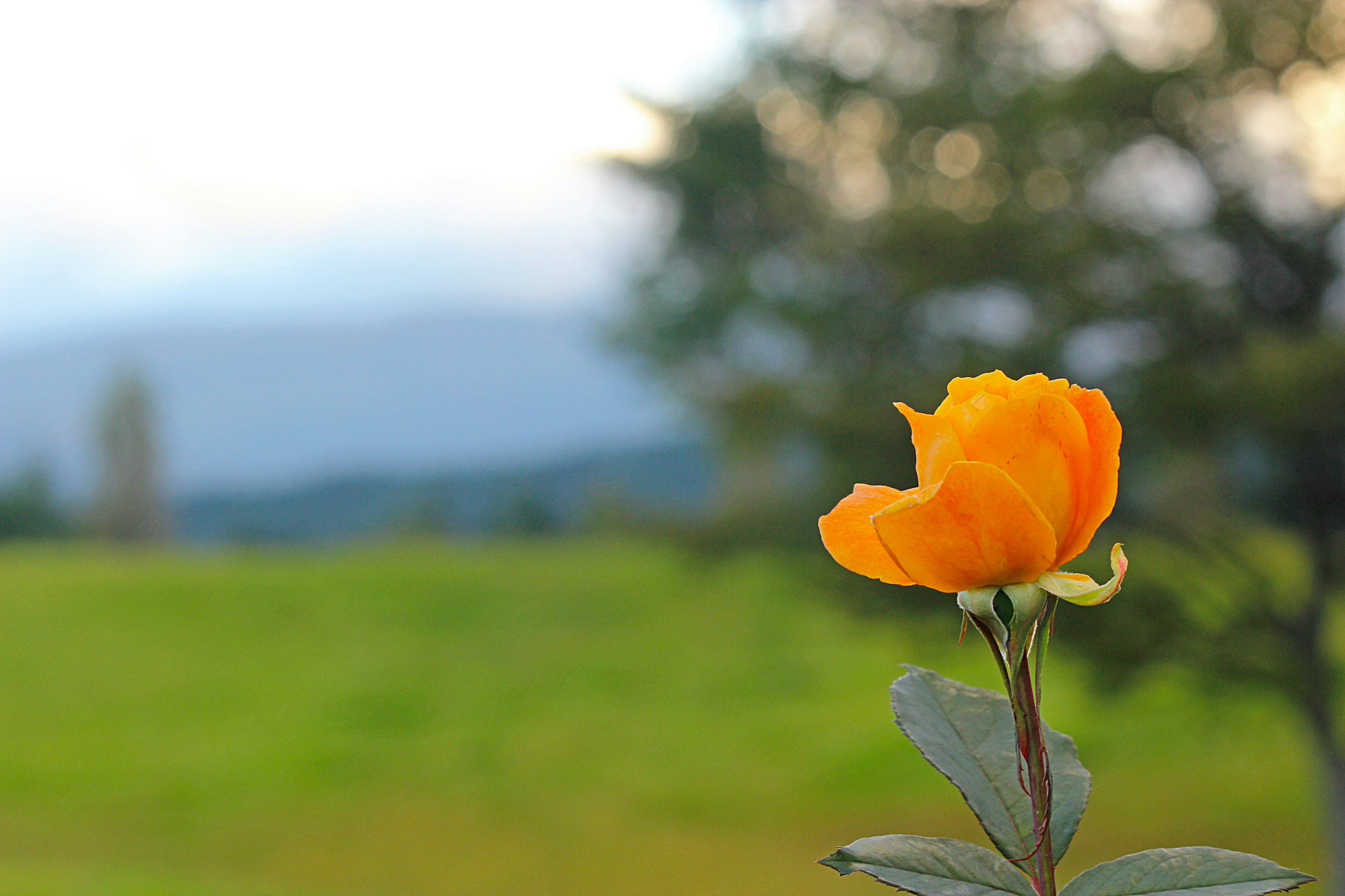 A vibrant orange rose stands against a green meadow