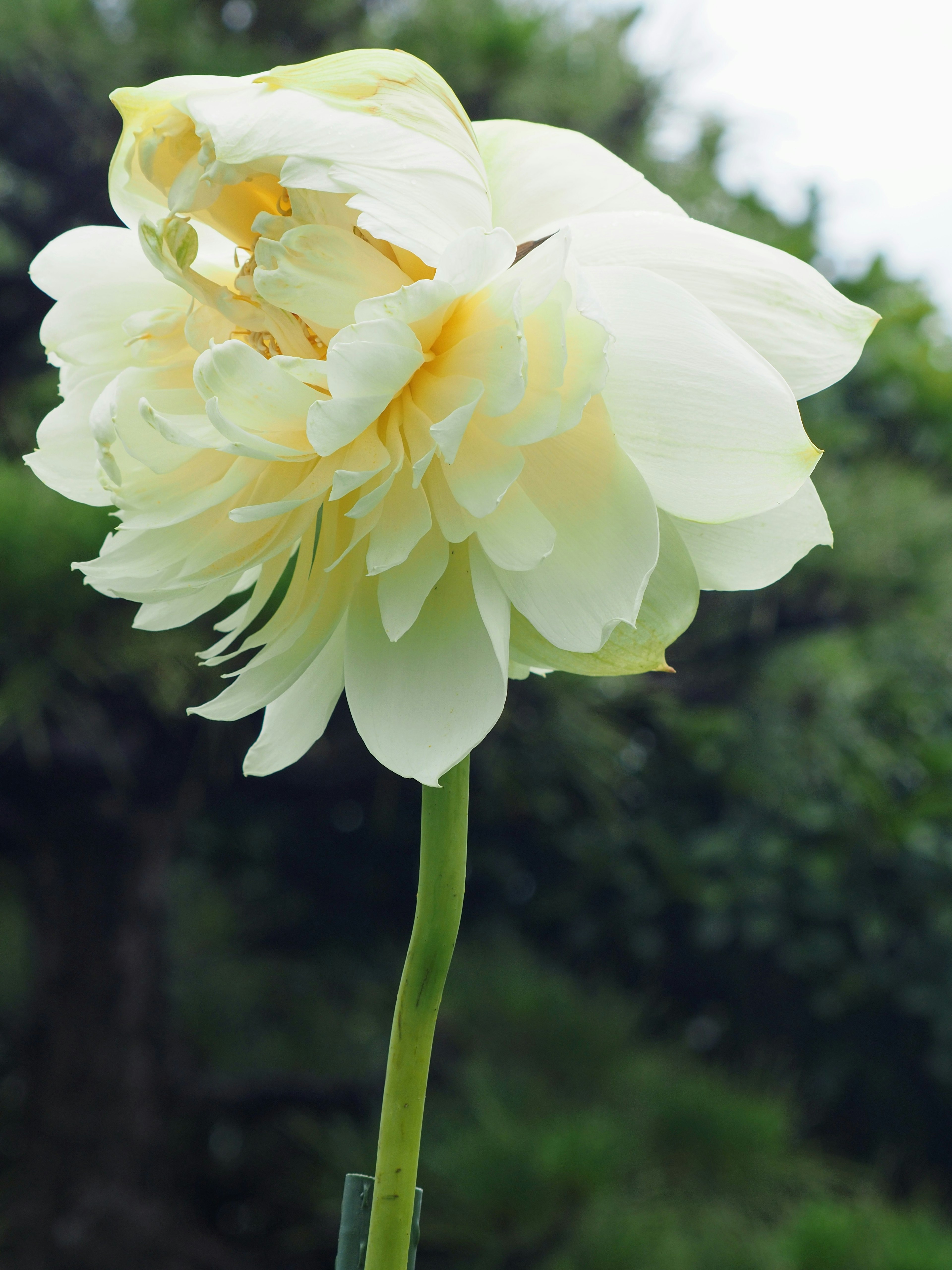 Große blassgelbe Blume blüht vor grünem Hintergrund