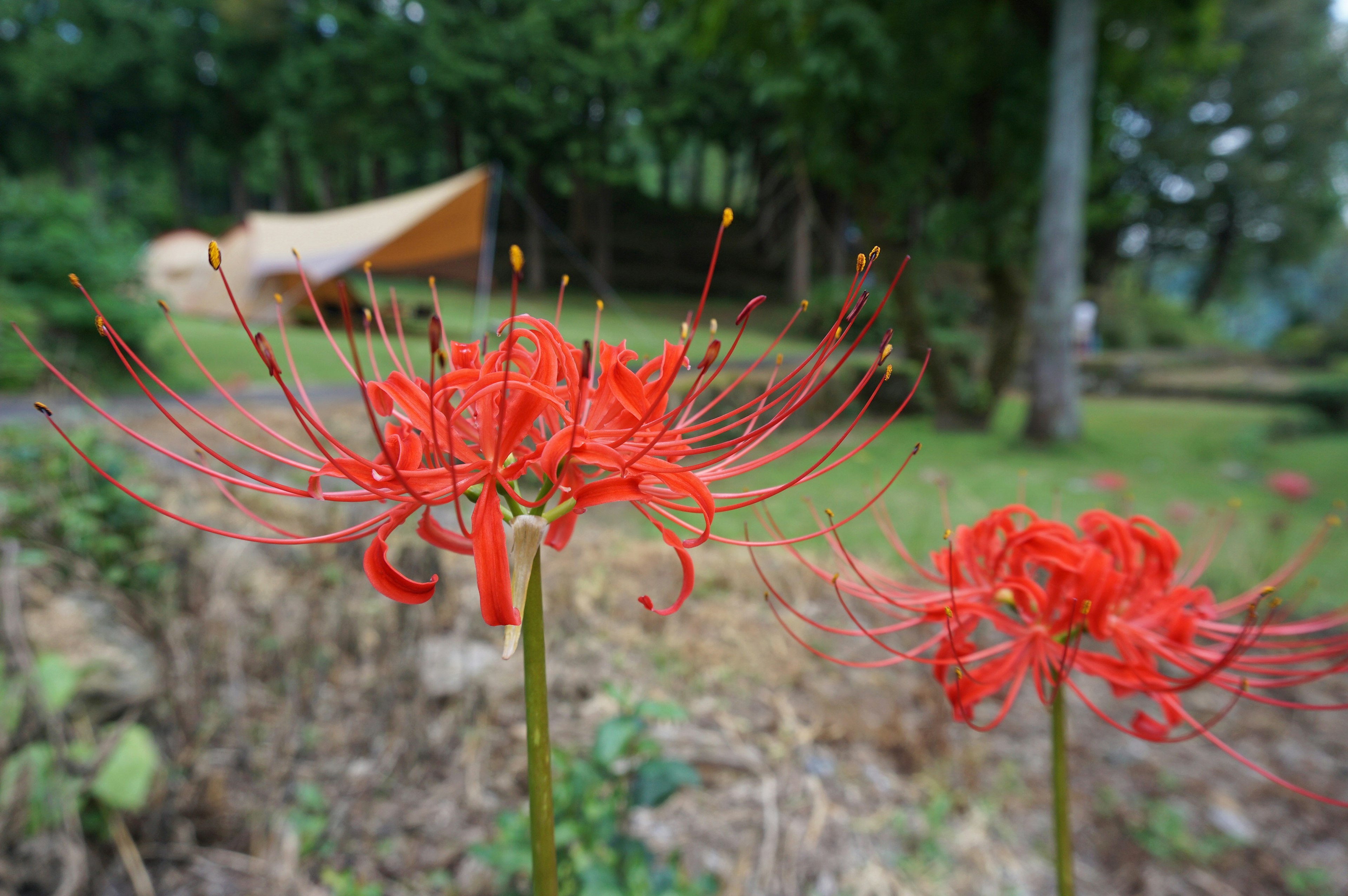 Red spider lilies blooming in a garden with a tent in the background