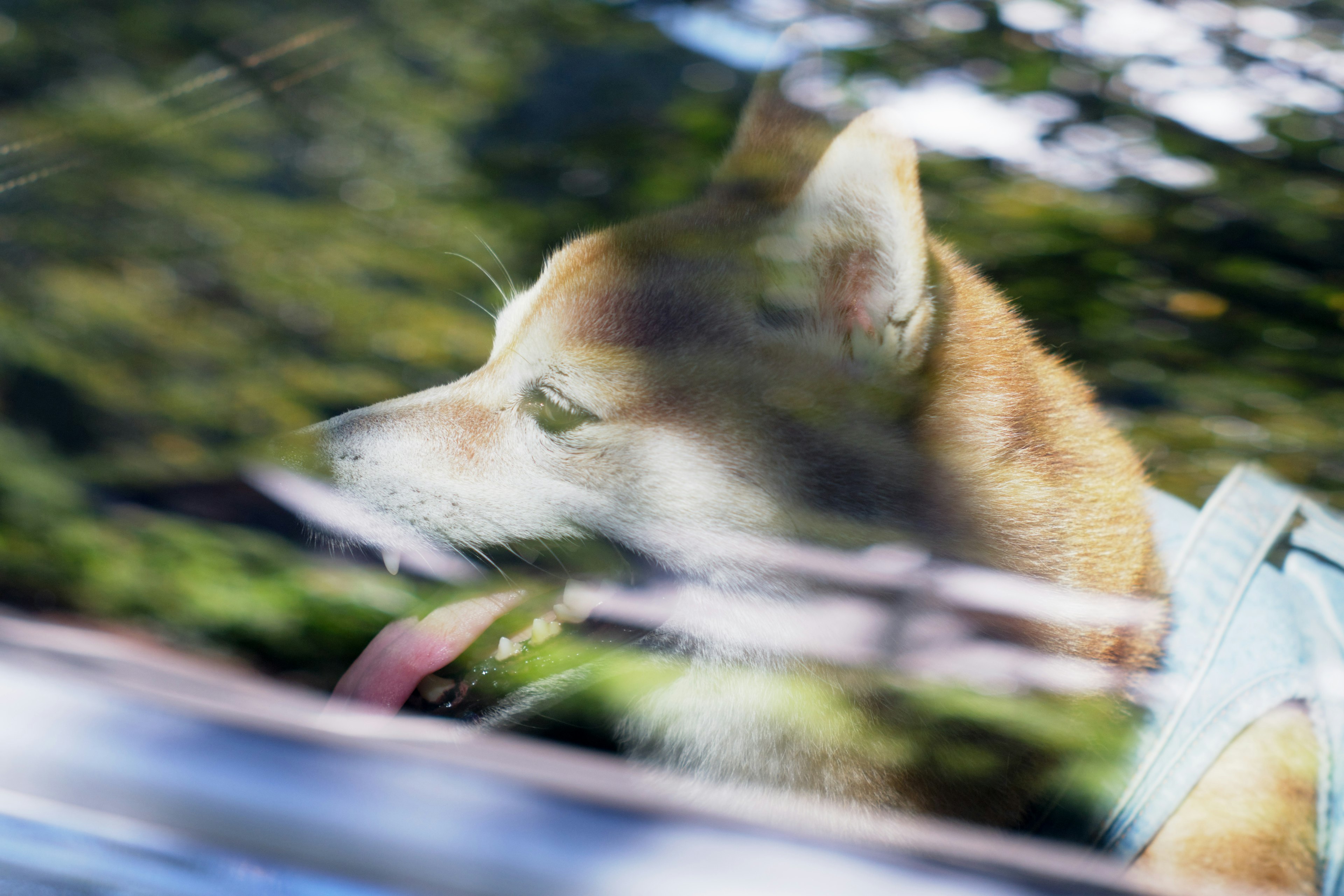 Shiba Inu che guarda fuori da un finestrino dell'auto