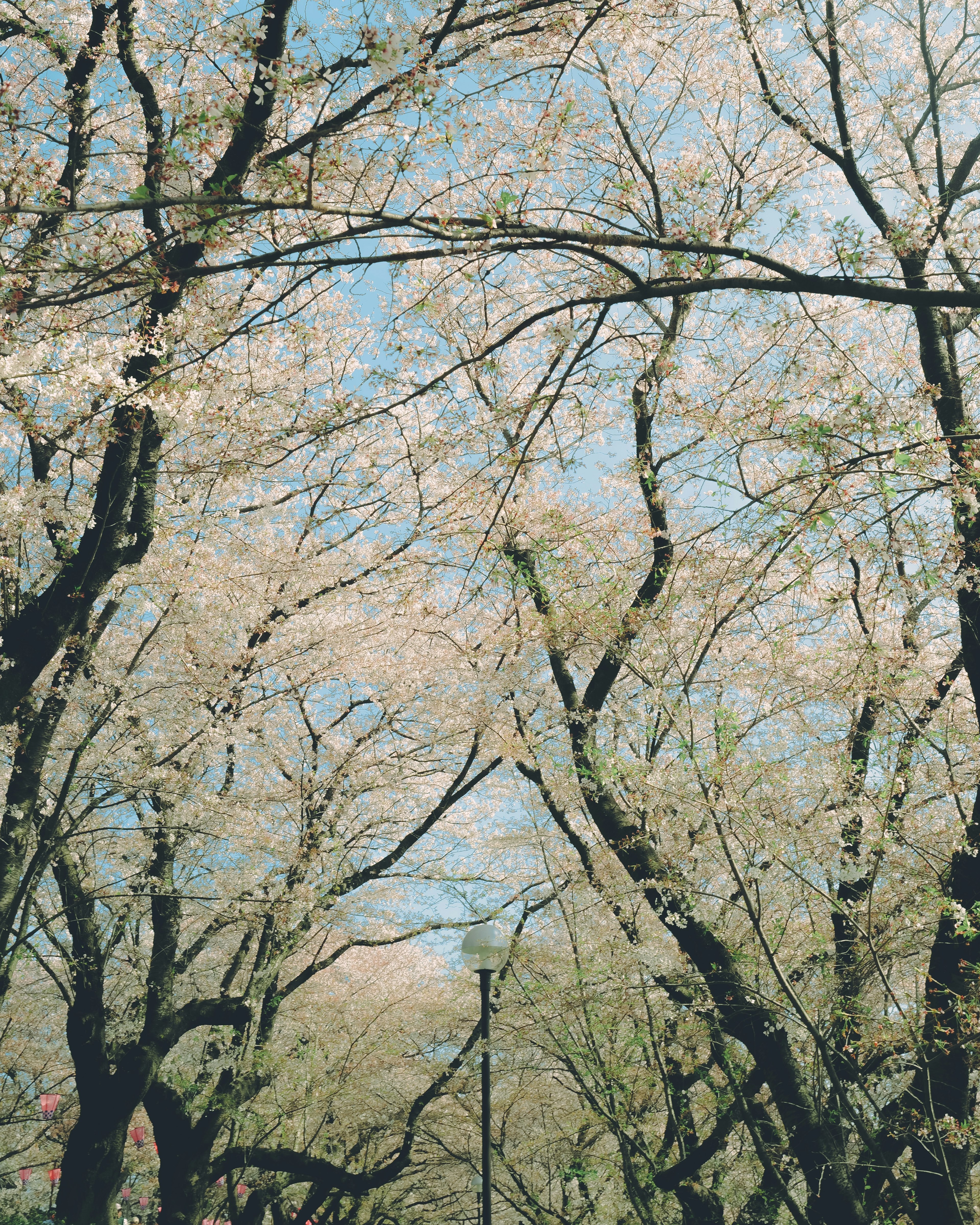 Schöne Landschaft mit Kirschbäumen unter blauem Himmel