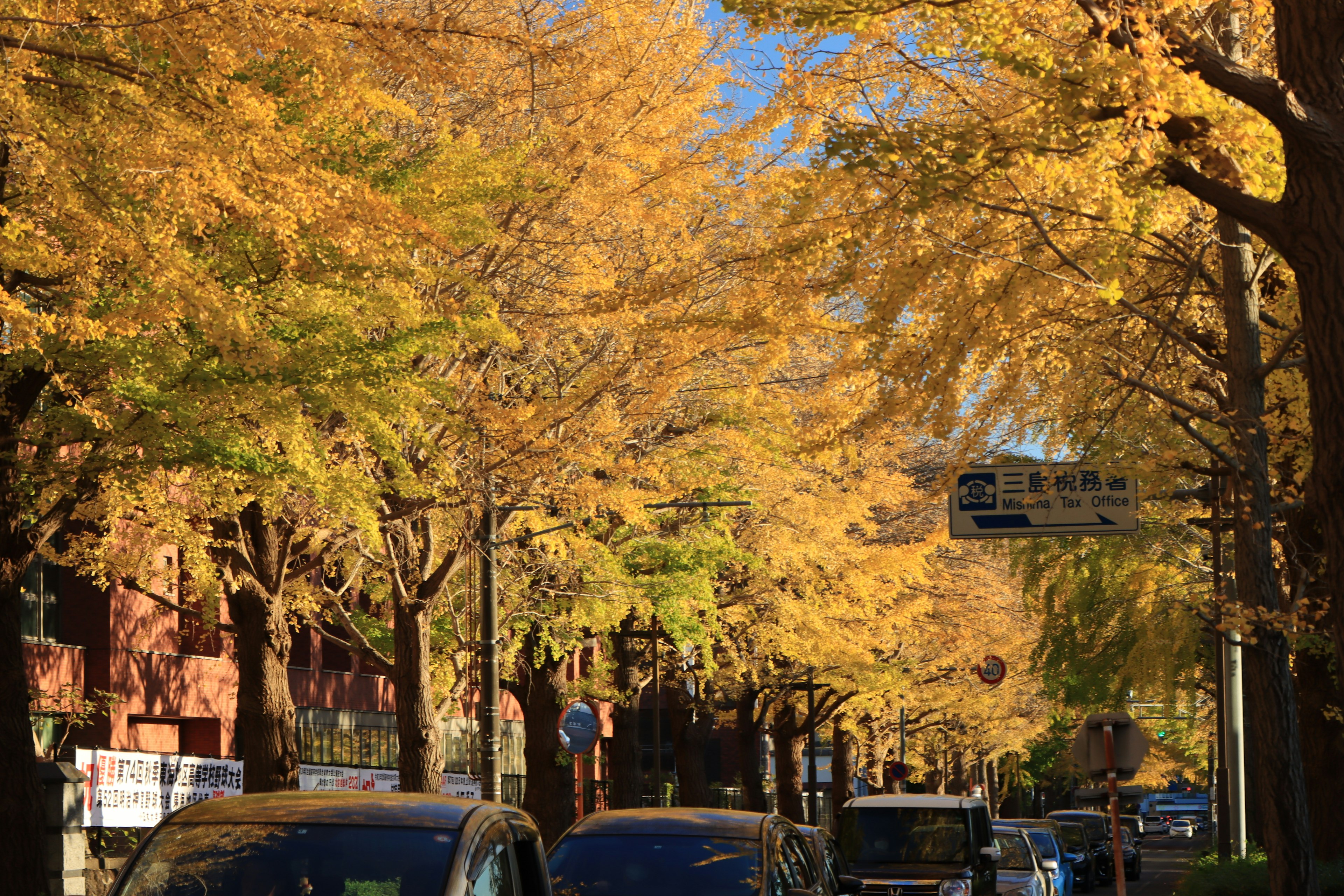 Strada fiancheggiata da alberi di ginkgo dorati in autunno