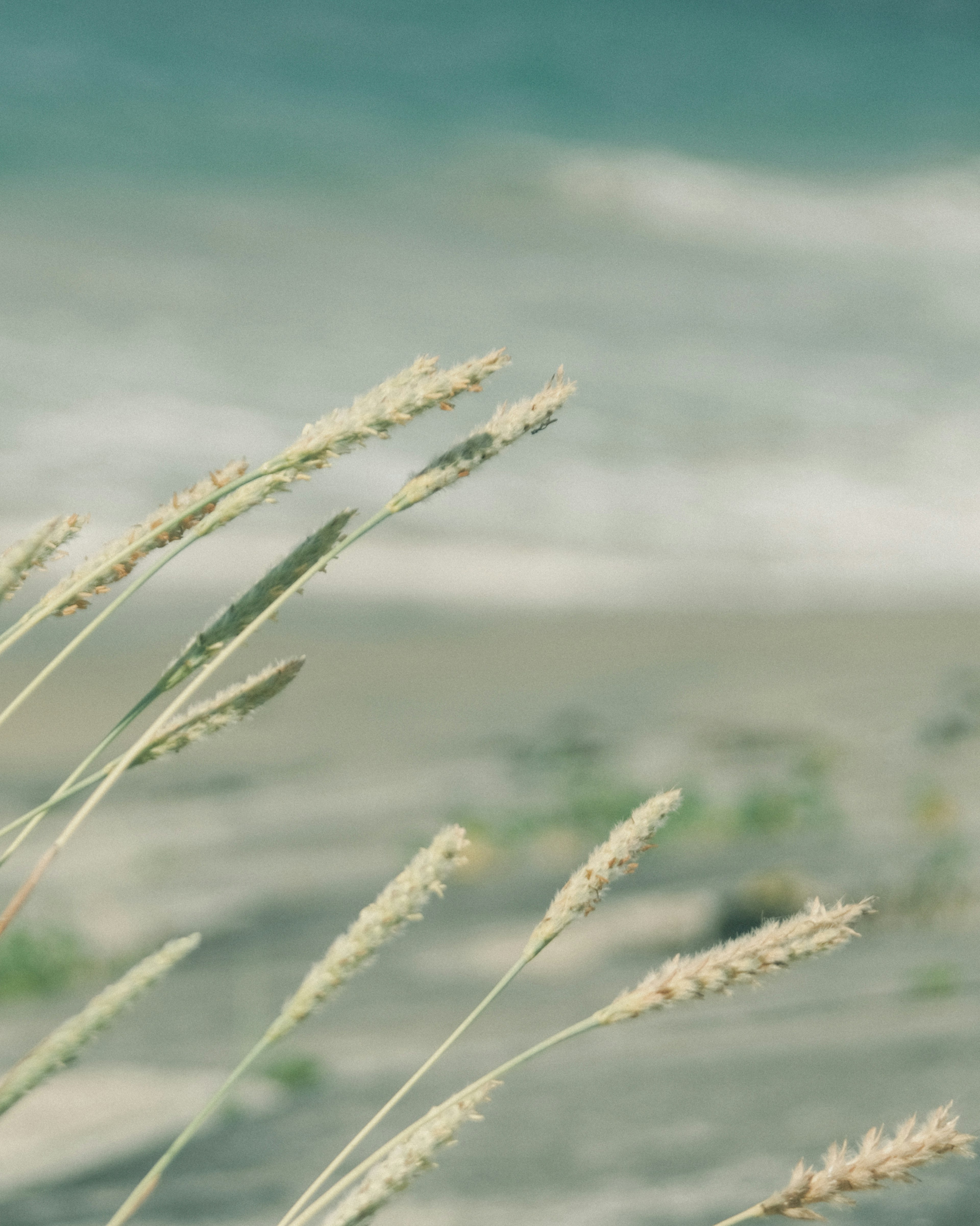 Wellen und Gras, das am Strand weht