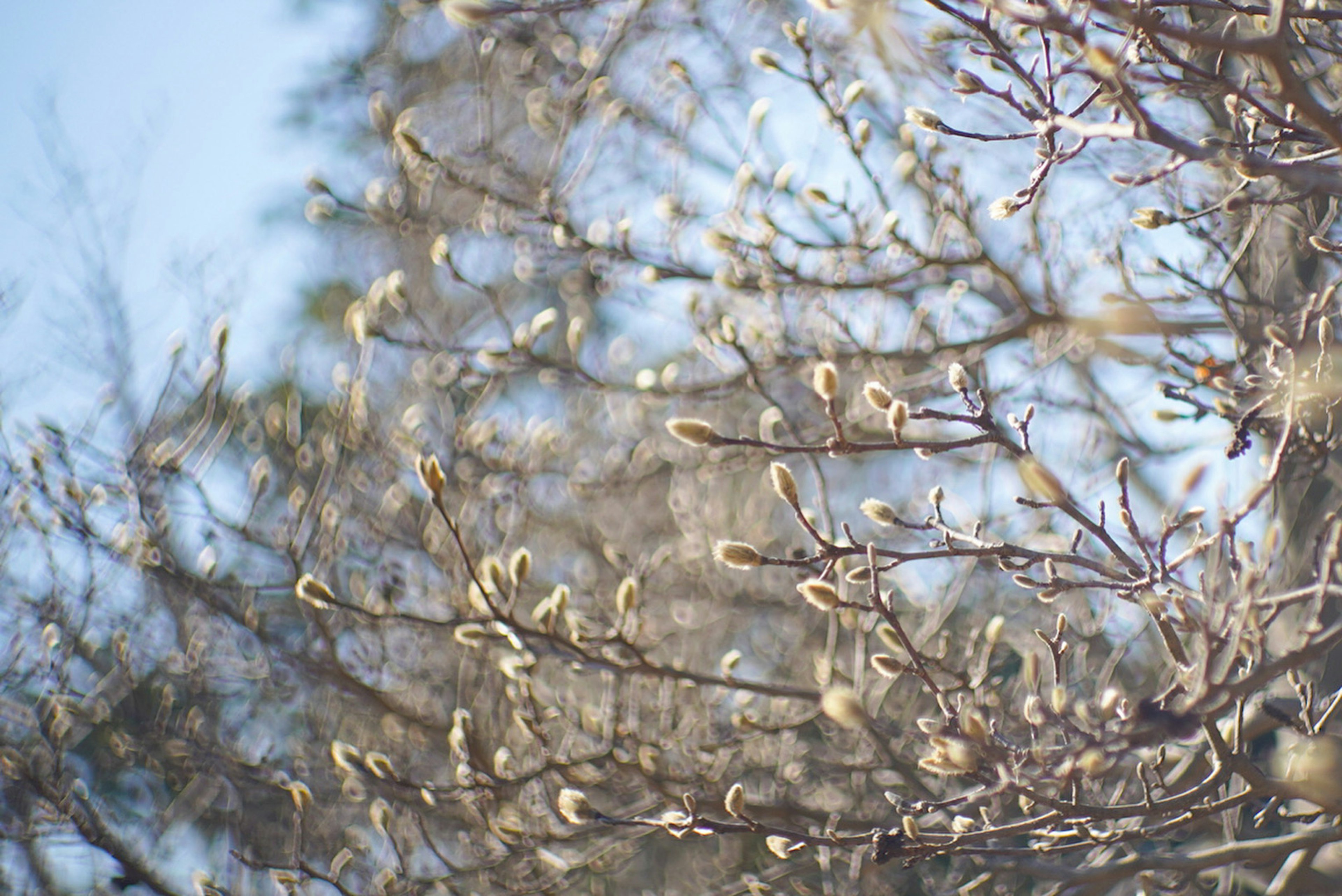 Junge Knospen, die an Winterzweigen zu blühen beginnen