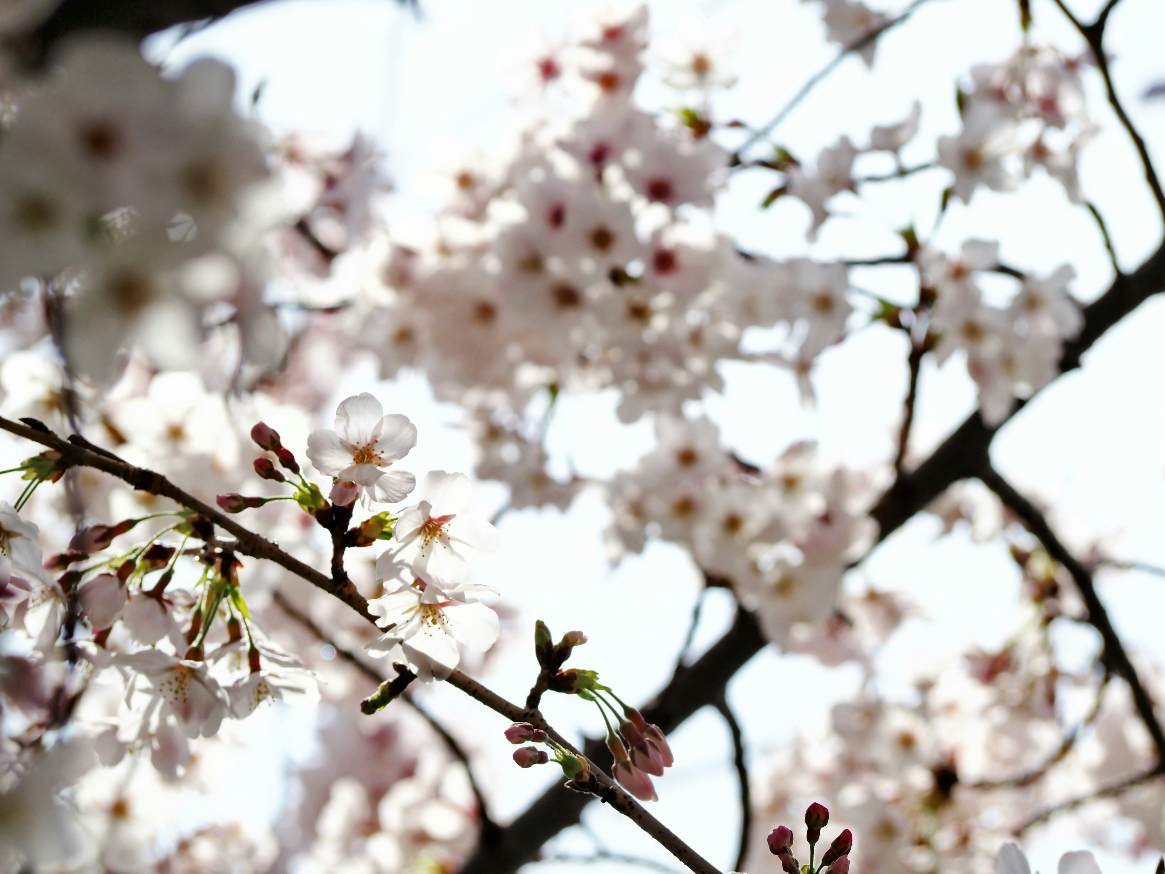 Kedekatan cabang bunga sakura yang mekar