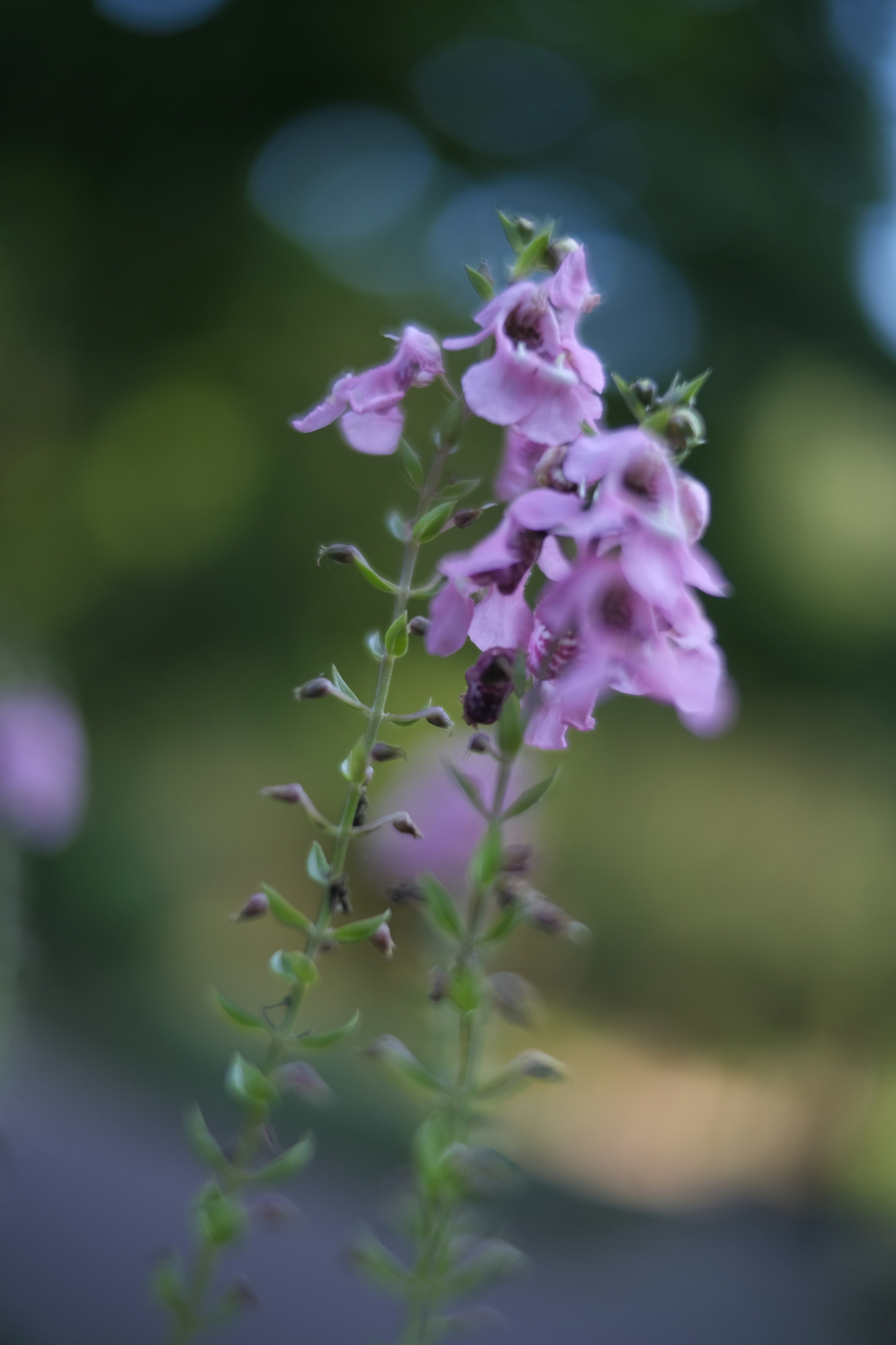 薄紫色の花が茎に咲いている様子の写真