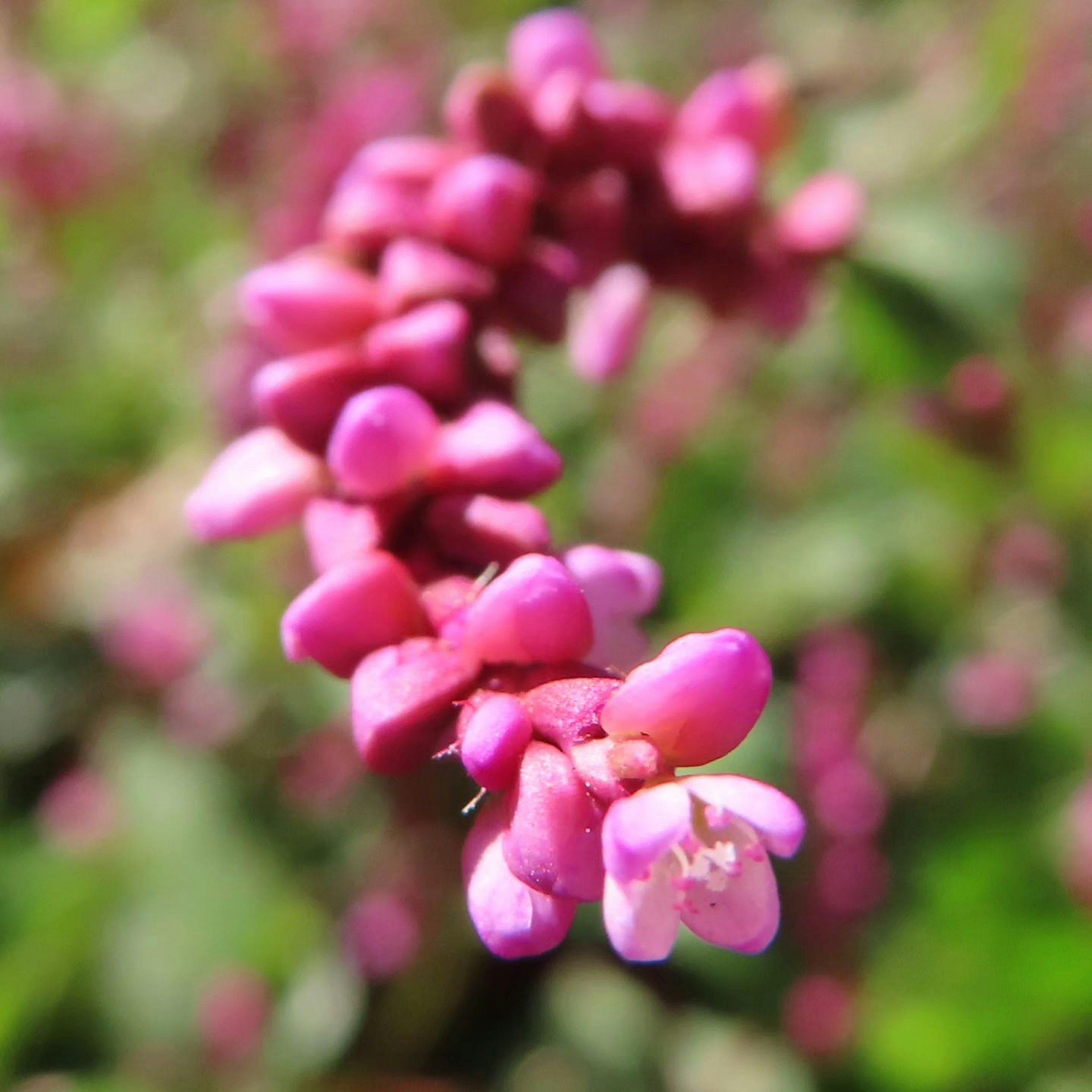 Nahaufnahme einer Pflanze mit lebhaften rosa Blumen